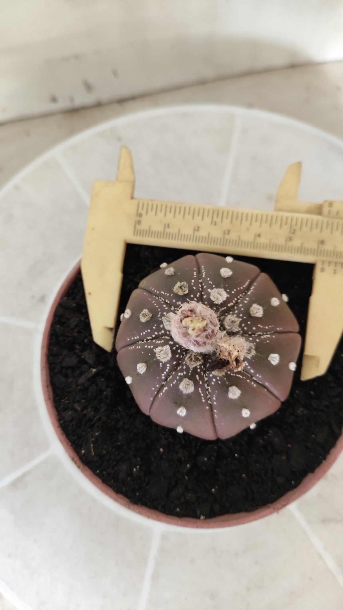 ASTROPHYTUM ASTERIAS "STAR SHAPE - Purple  Nº 1746 – vaso 11
