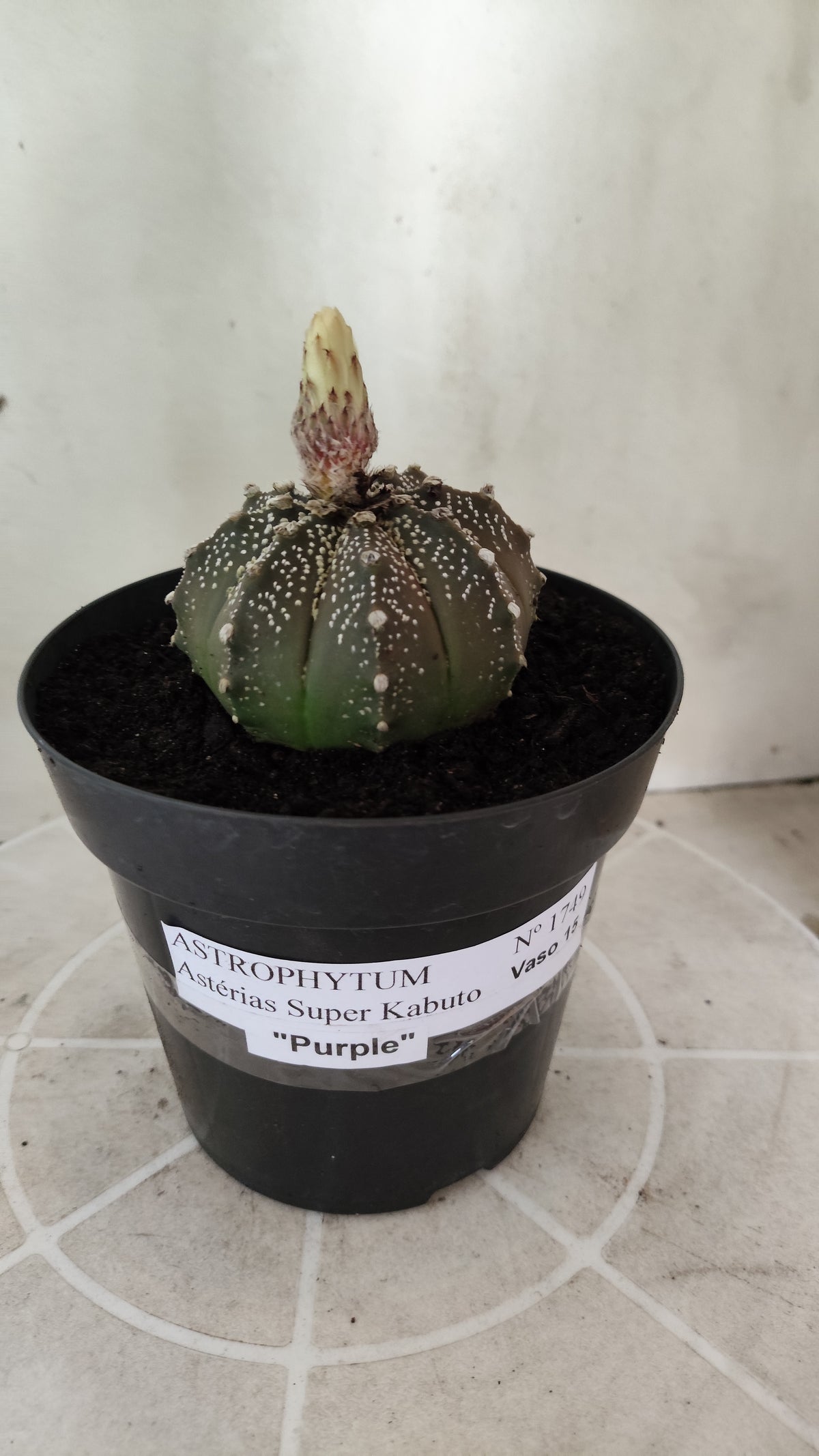 ASTROPHYTUM ASTERIAS Purple "SUPER KABUTO"  Nº 1749 – vaso 15