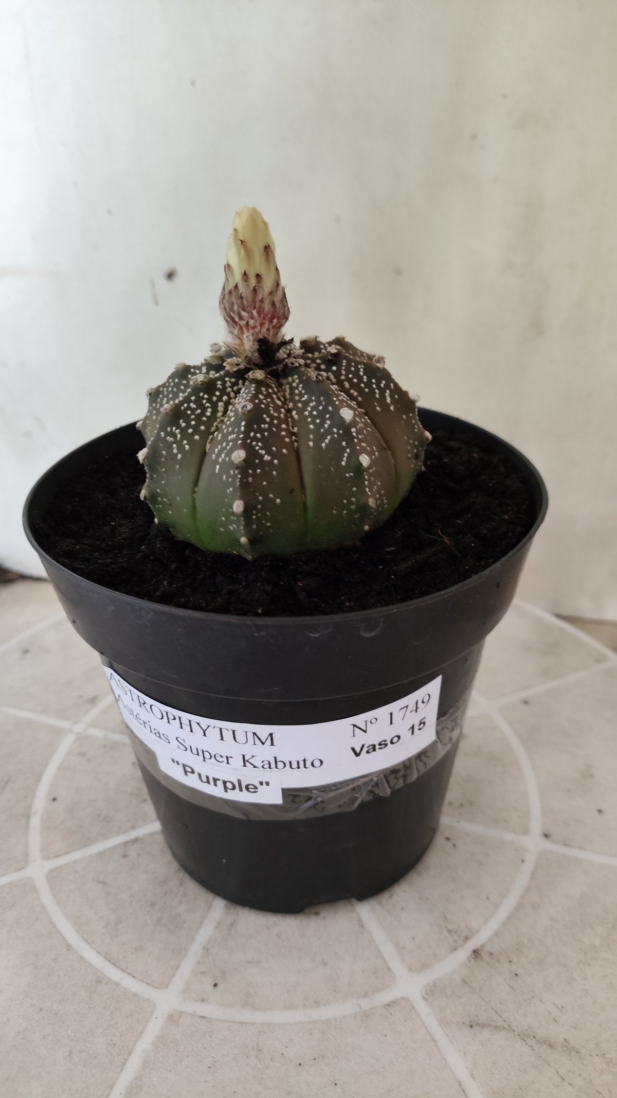 ASTROPHYTUM ASTERIAS Purple "SUPER KABUTO"  Nº 1749 – vaso 15