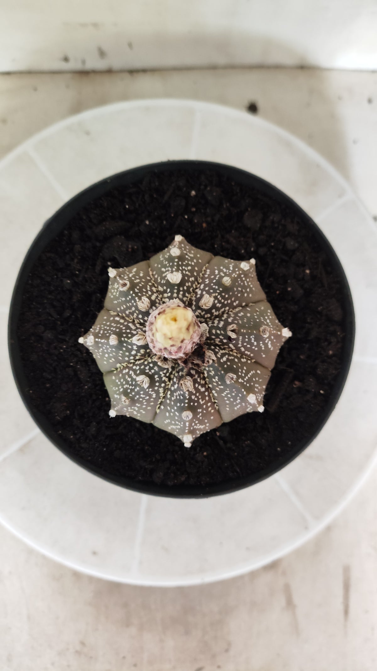 ASTROPHYTUM ASTERIAS Purple "SUPER KABUTO"  Nº 1749 – vaso 15