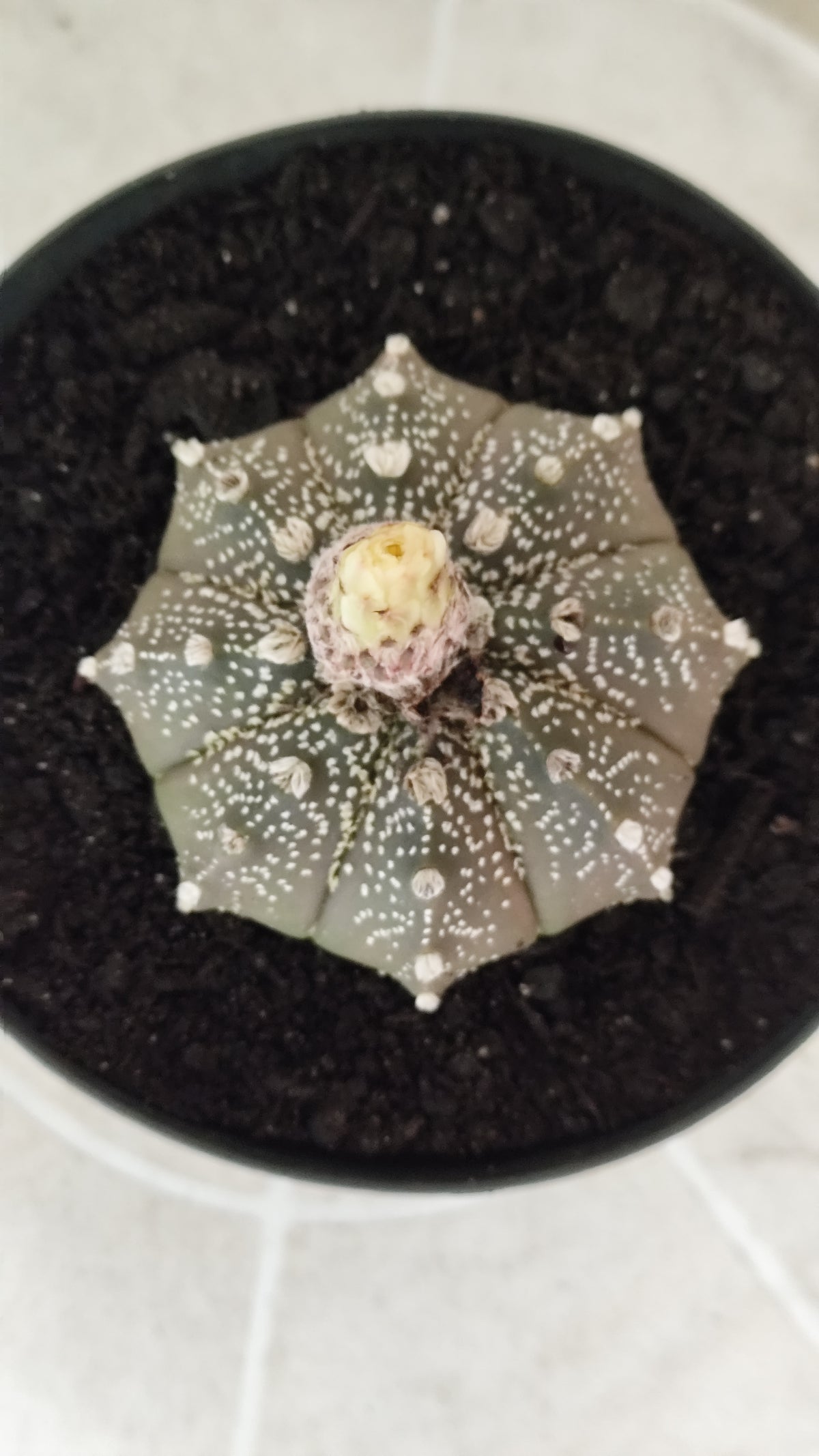 ASTROPHYTUM ASTERIAS Purple "SUPER KABUTO"  Nº 1749 – vaso 15
