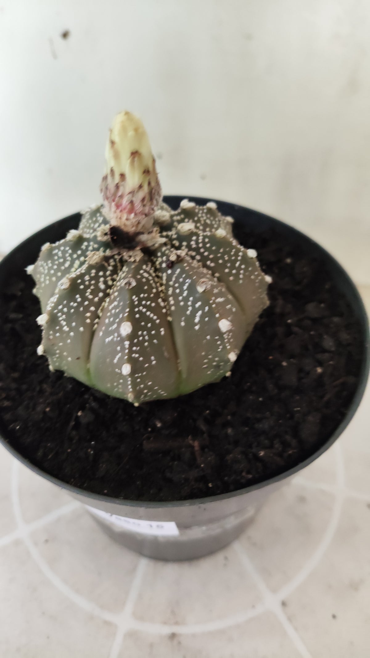 ASTROPHYTUM ASTERIAS Purple "SUPER KABUTO"  Nº 1749 – vaso 15