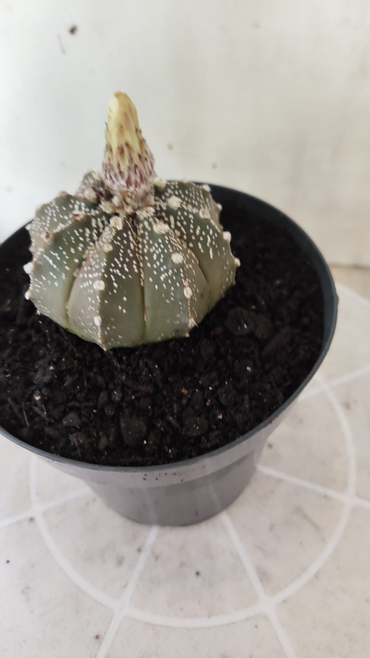 ASTROPHYTUM ASTERIAS Purple "SUPER KABUTO"  Nº 1749 – vaso 15