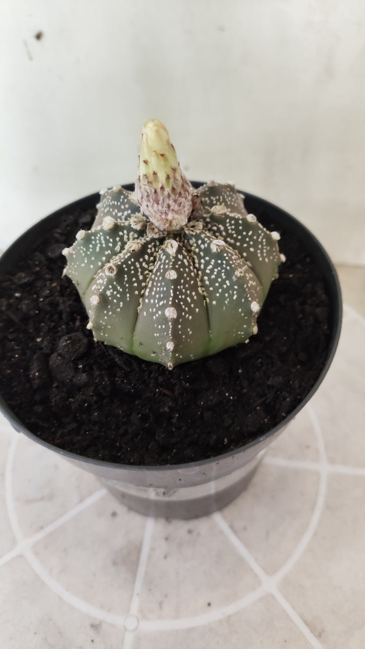 ASTROPHYTUM ASTERIAS Purple "SUPER KABUTO"  Nº 1749 – vaso 15
