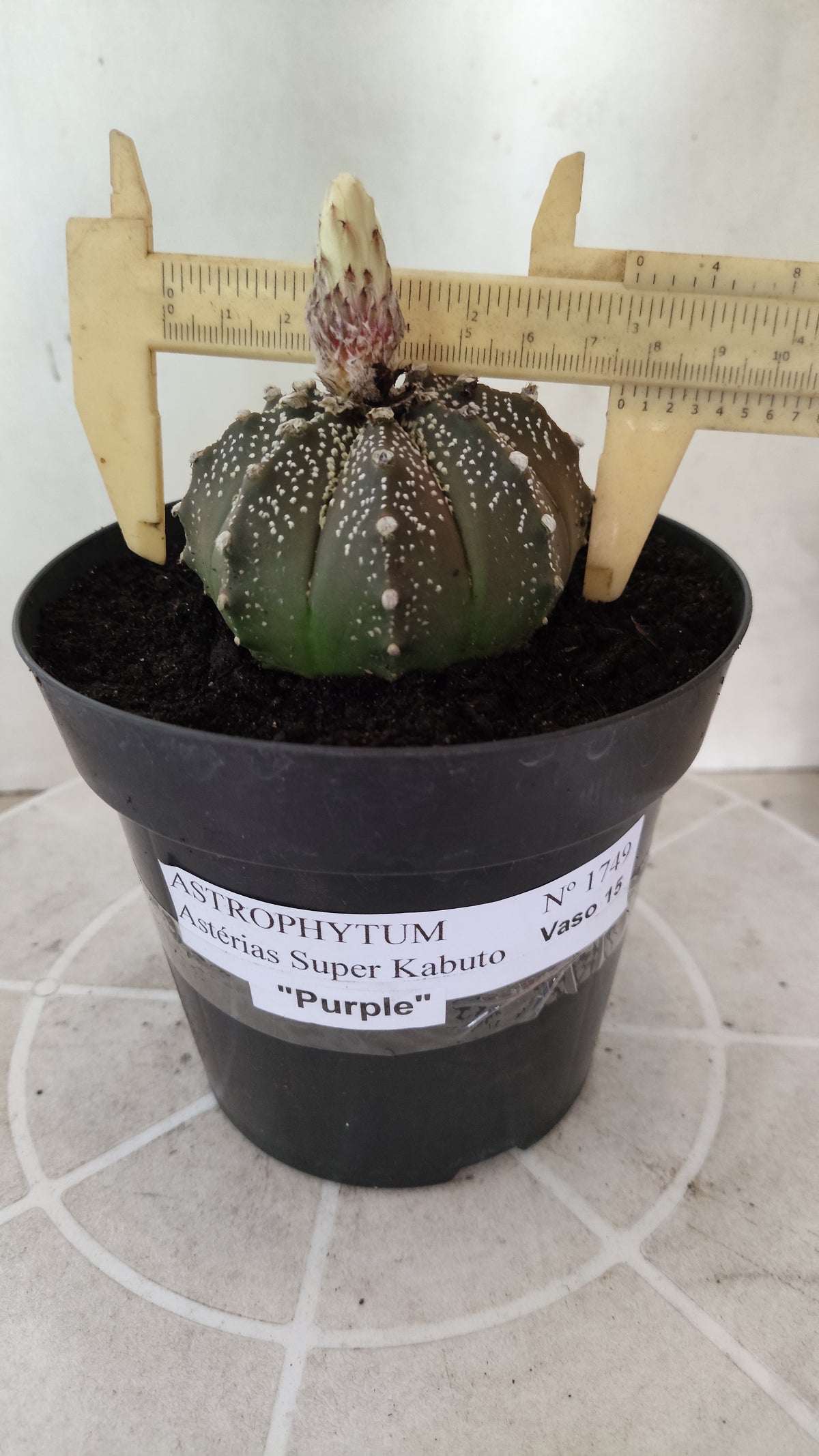 ASTROPHYTUM ASTERIAS Purple "SUPER KABUTO"  Nº 1749 – vaso 15