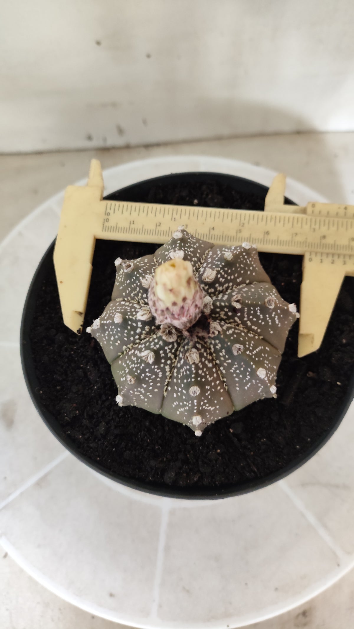 ASTROPHYTUM ASTERIAS Purple "SUPER KABUTO"  Nº 1749 – vaso 15