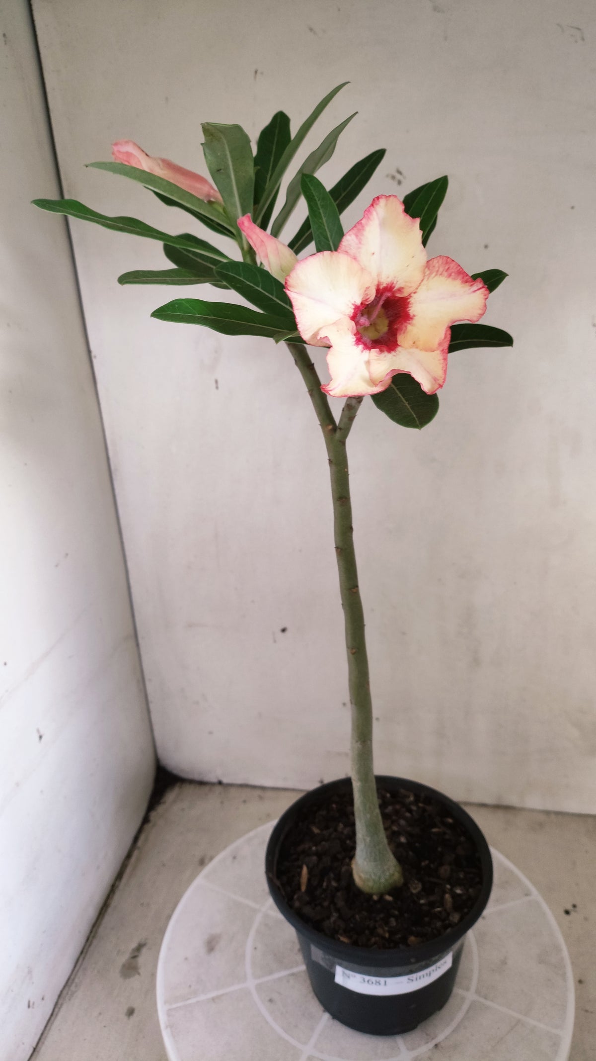 Planta Simples 3681 – 30cm – 02 anos - vaso 15