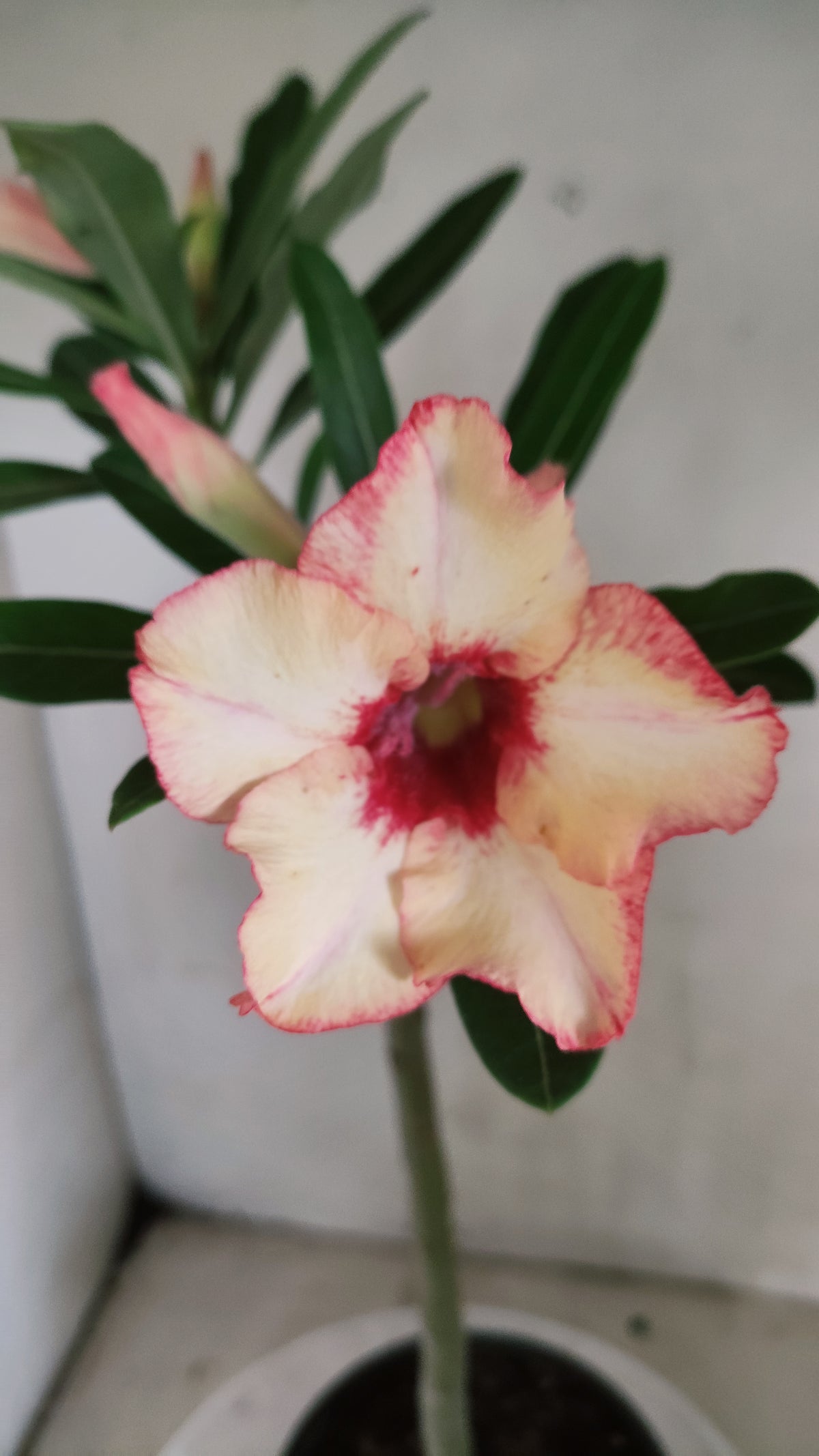 Planta Simples 3681 – 30cm – 02 anos - vaso 15