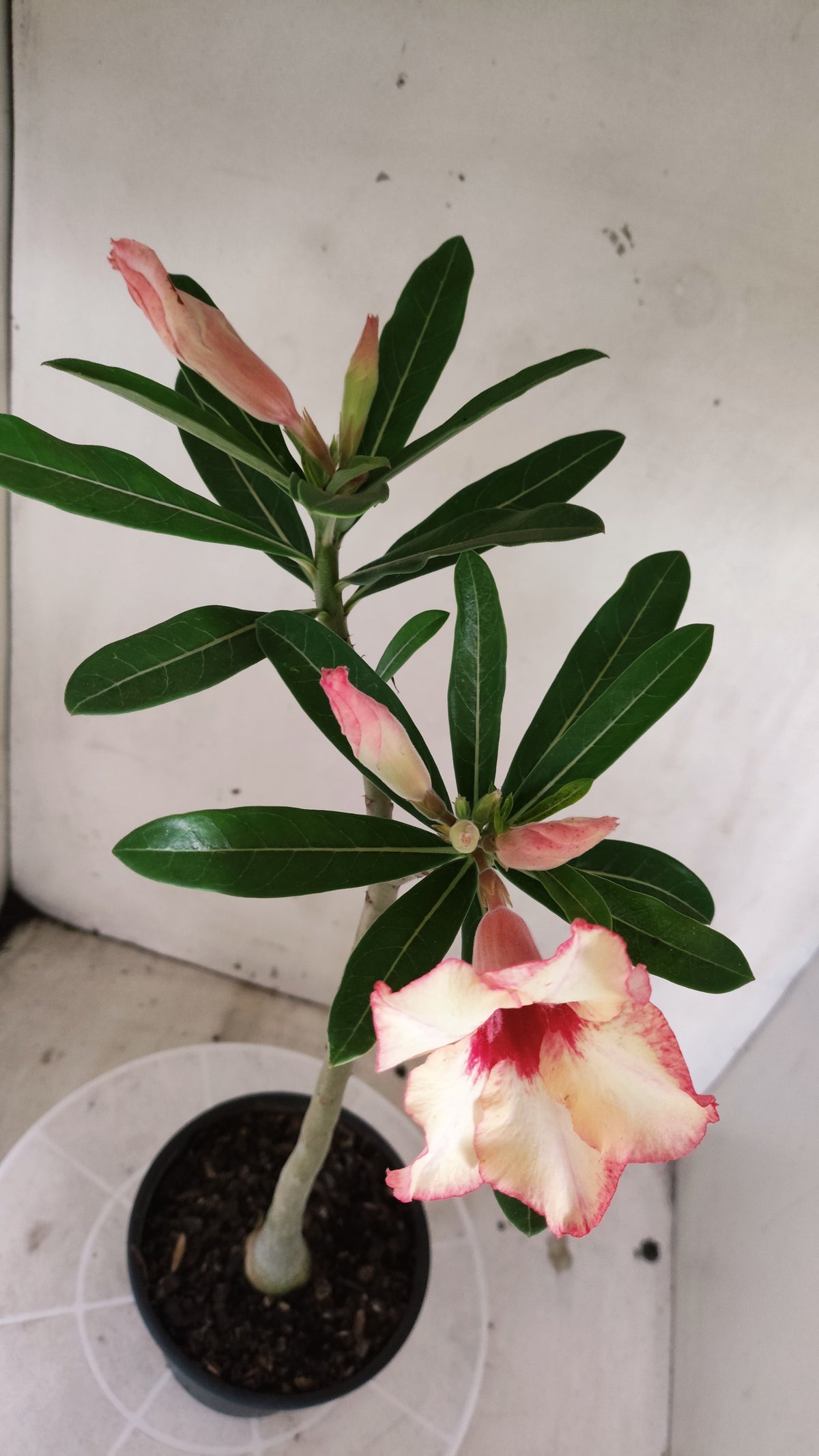 Planta Simples 3681 – 30cm – 02 anos - vaso 15
