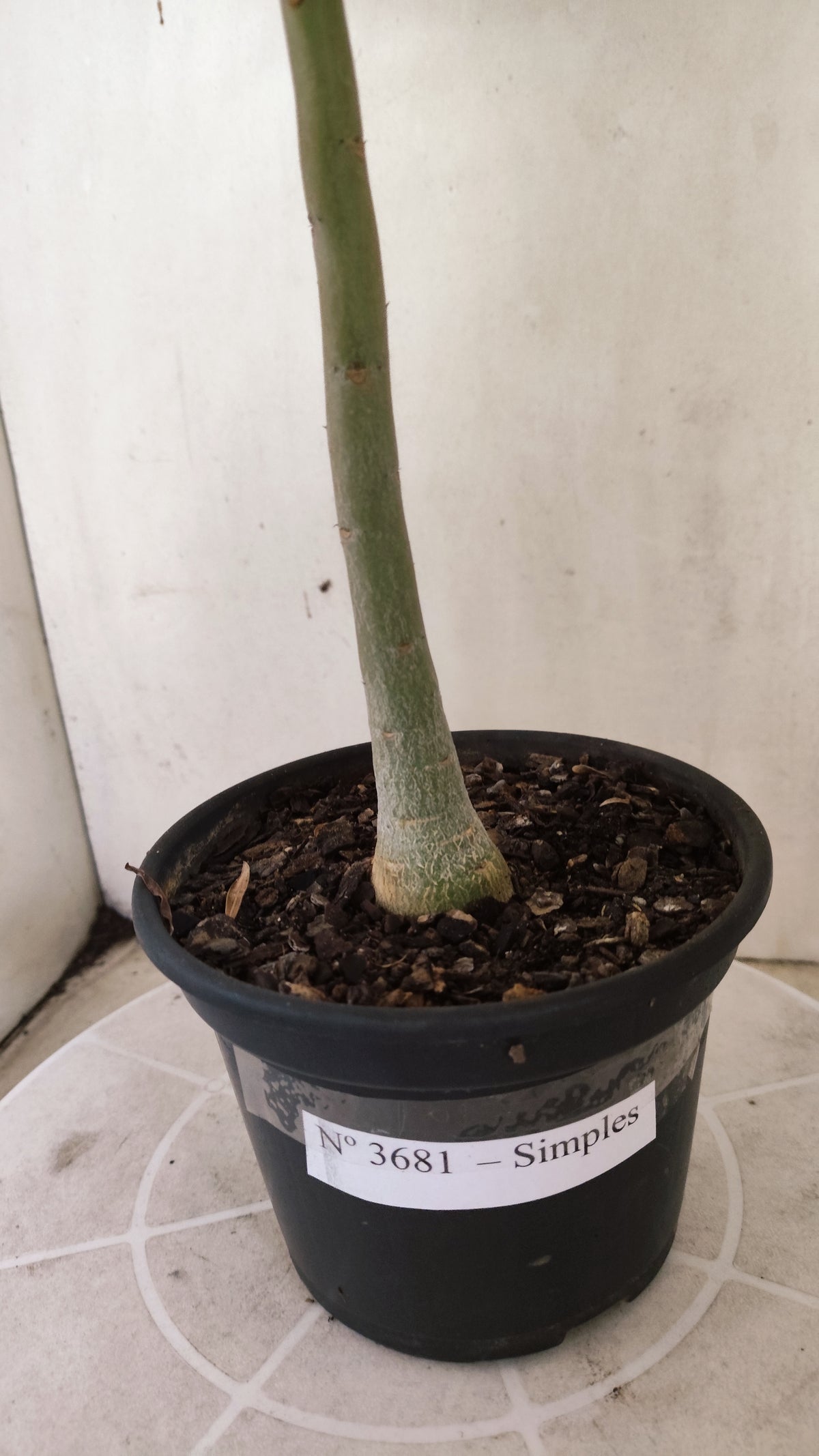 Planta Simples 3681 – 30cm – 02 anos - vaso 15