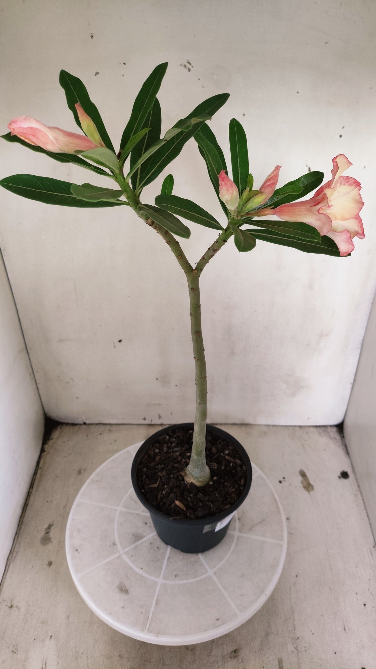 Planta Simples 3681 – 30cm – 02 anos - vaso 15