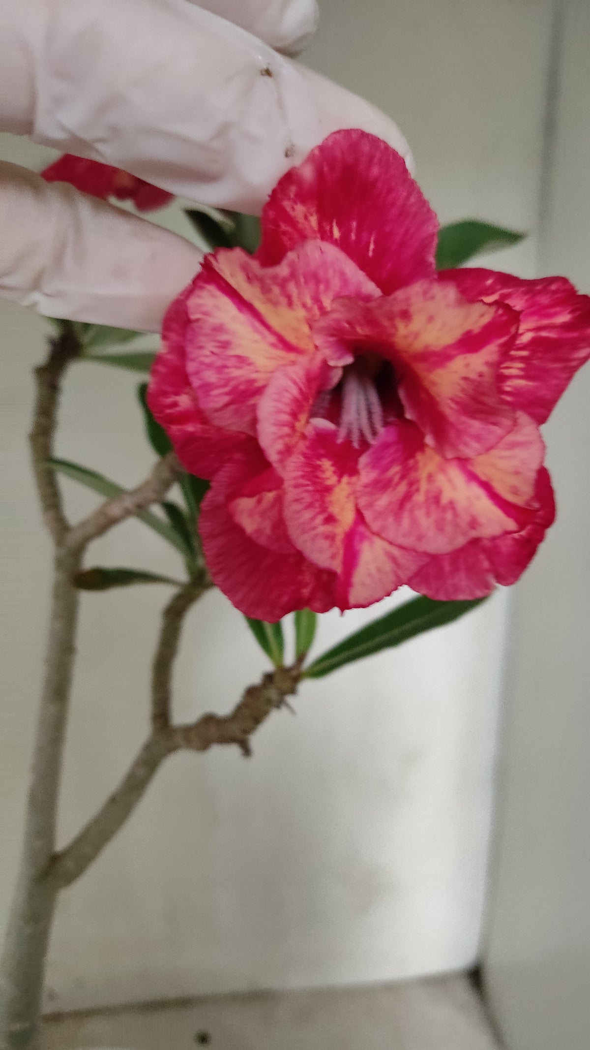 Planta Dobrada 4073 –  35cm – 03 anos - Vaso 15