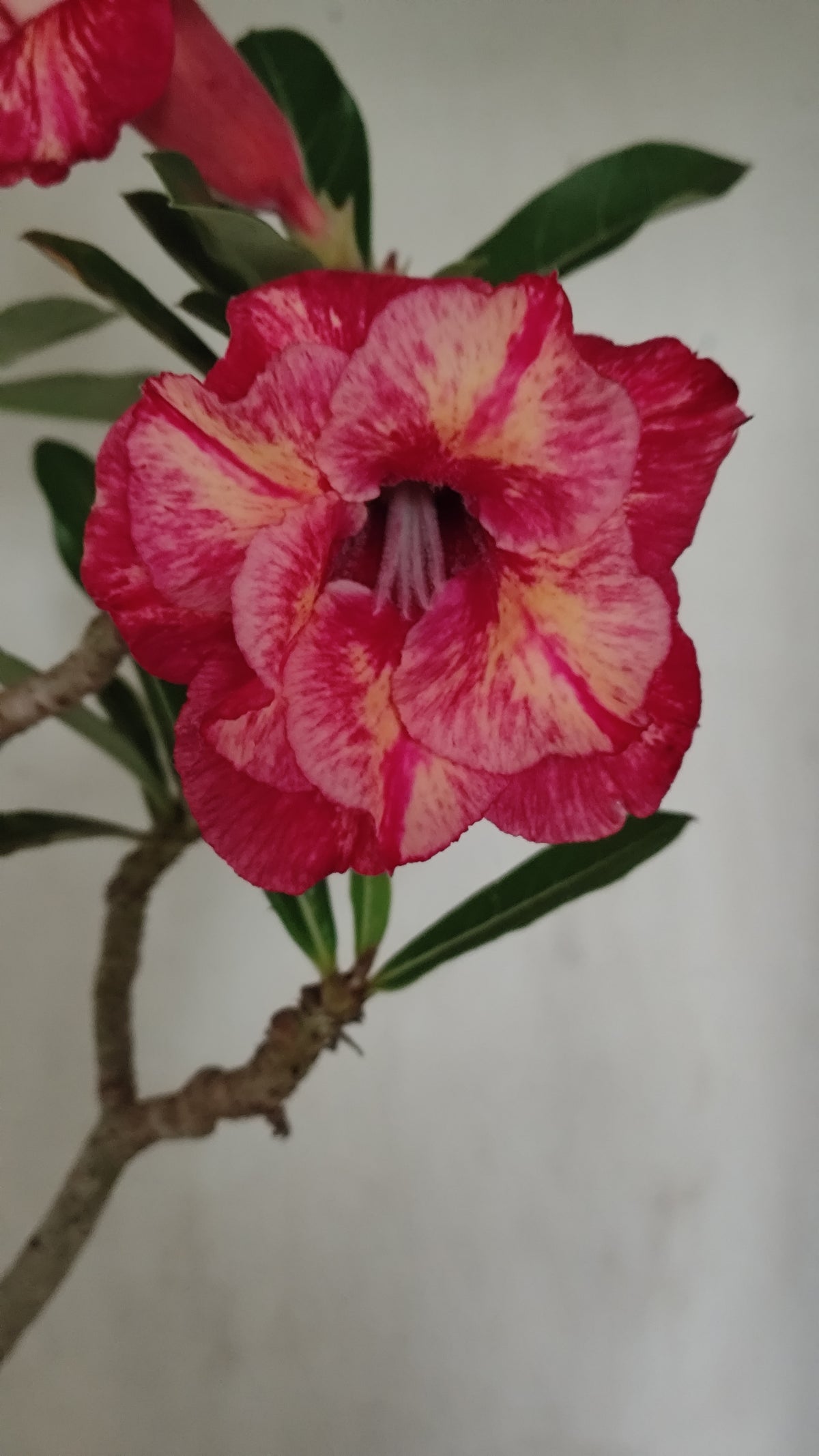 Planta Dobrada 4073 –  35cm – 03 anos - Vaso 15