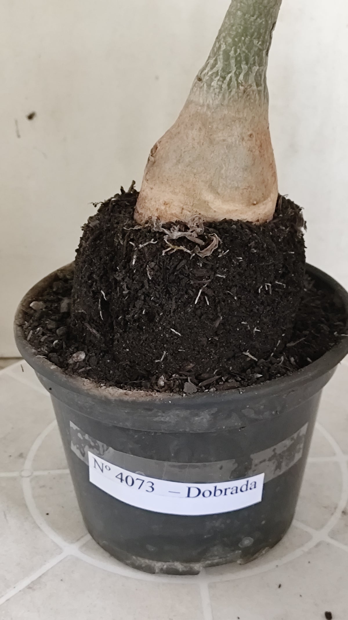 Planta Dobrada 4073 –  35cm – 03 anos - Vaso 15