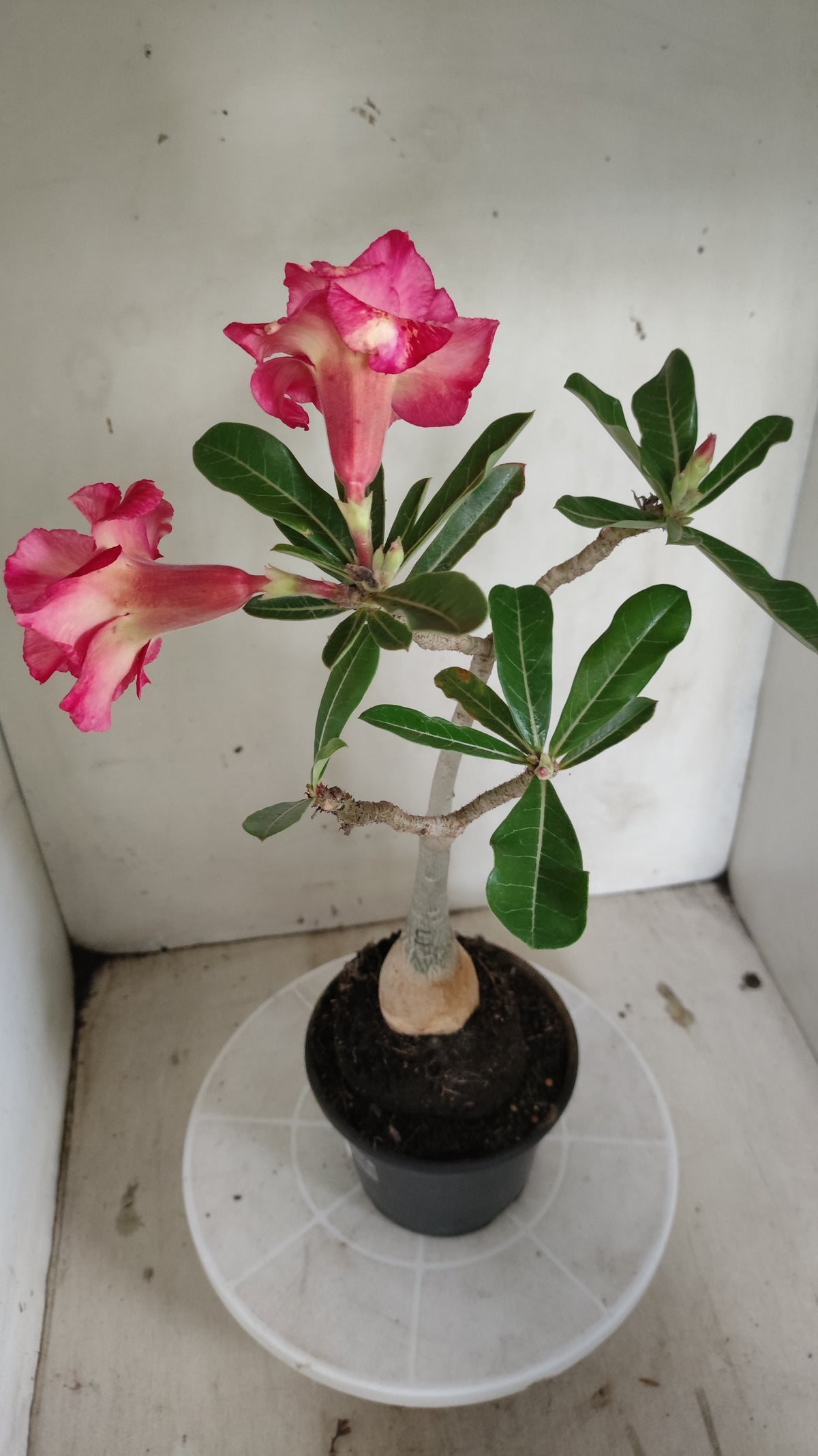 Planta Dobrada 4073 –  35cm – 03 anos - Vaso 15