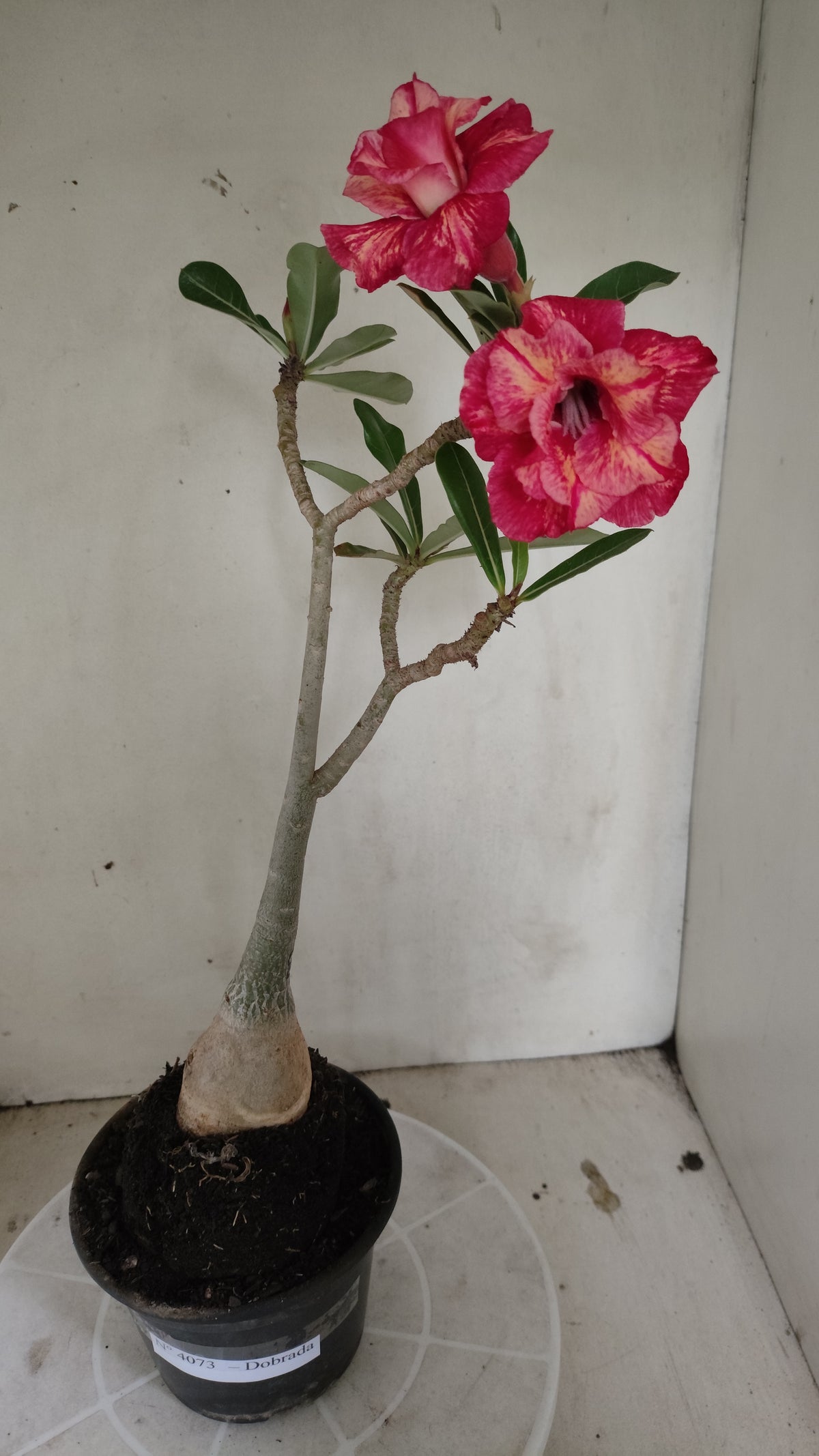 Planta Dobrada 4073 –  35cm – 03 anos - Vaso 15