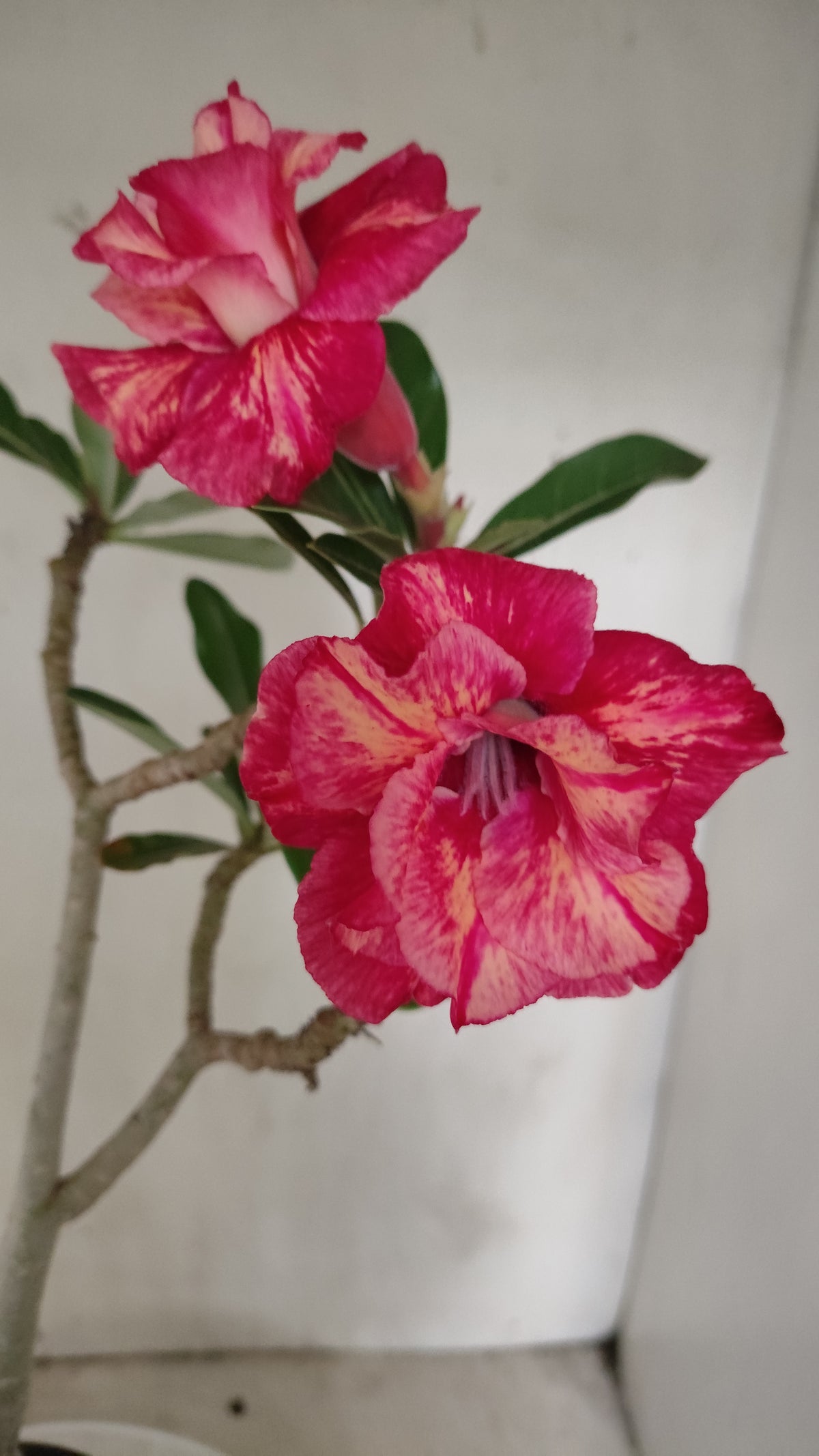 Planta Dobrada 4073 –  35cm – 03 anos - Vaso 15