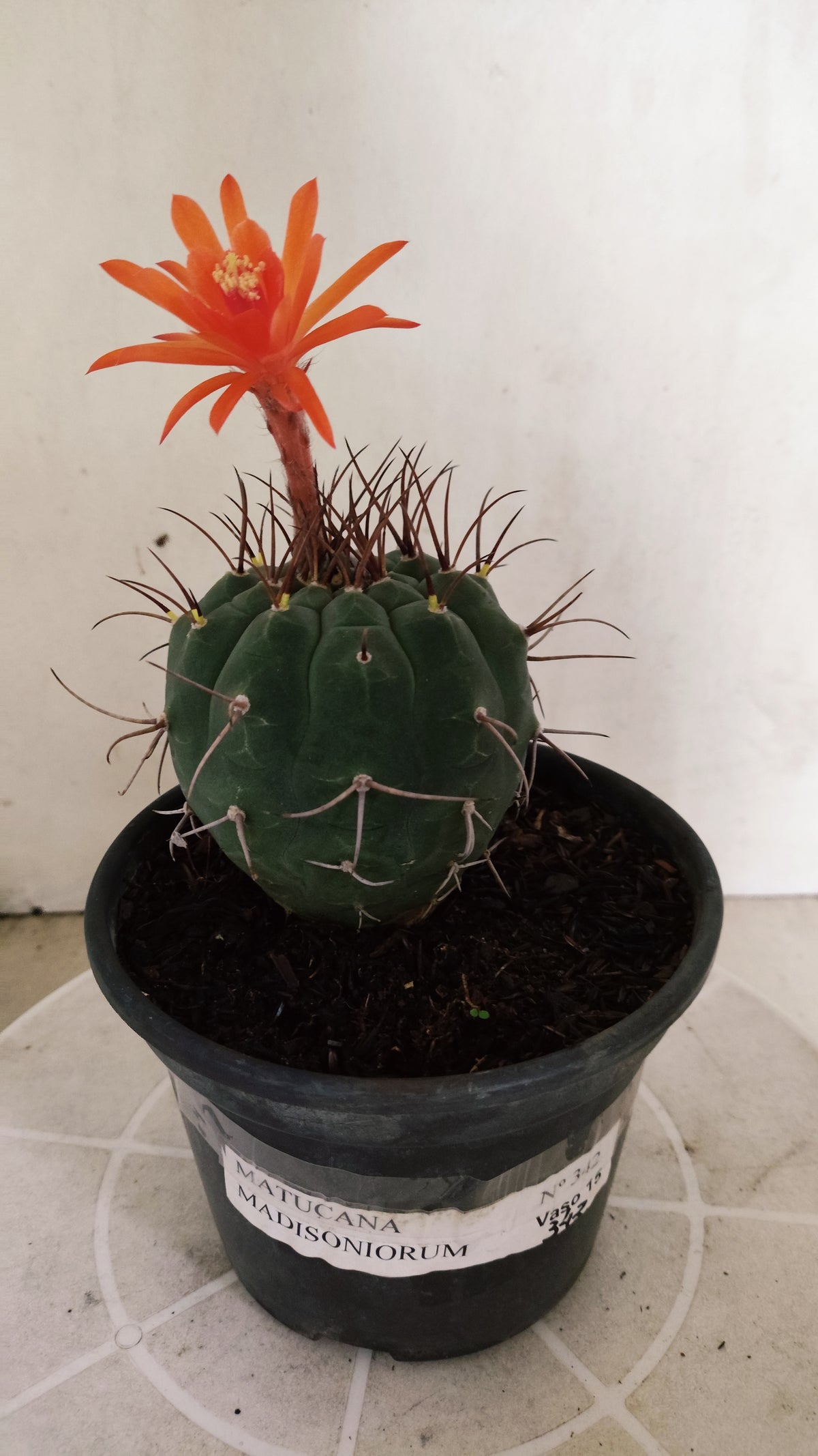 MATRIZ MATUCANA MADISONIORUM Nº 342 – vaso 15