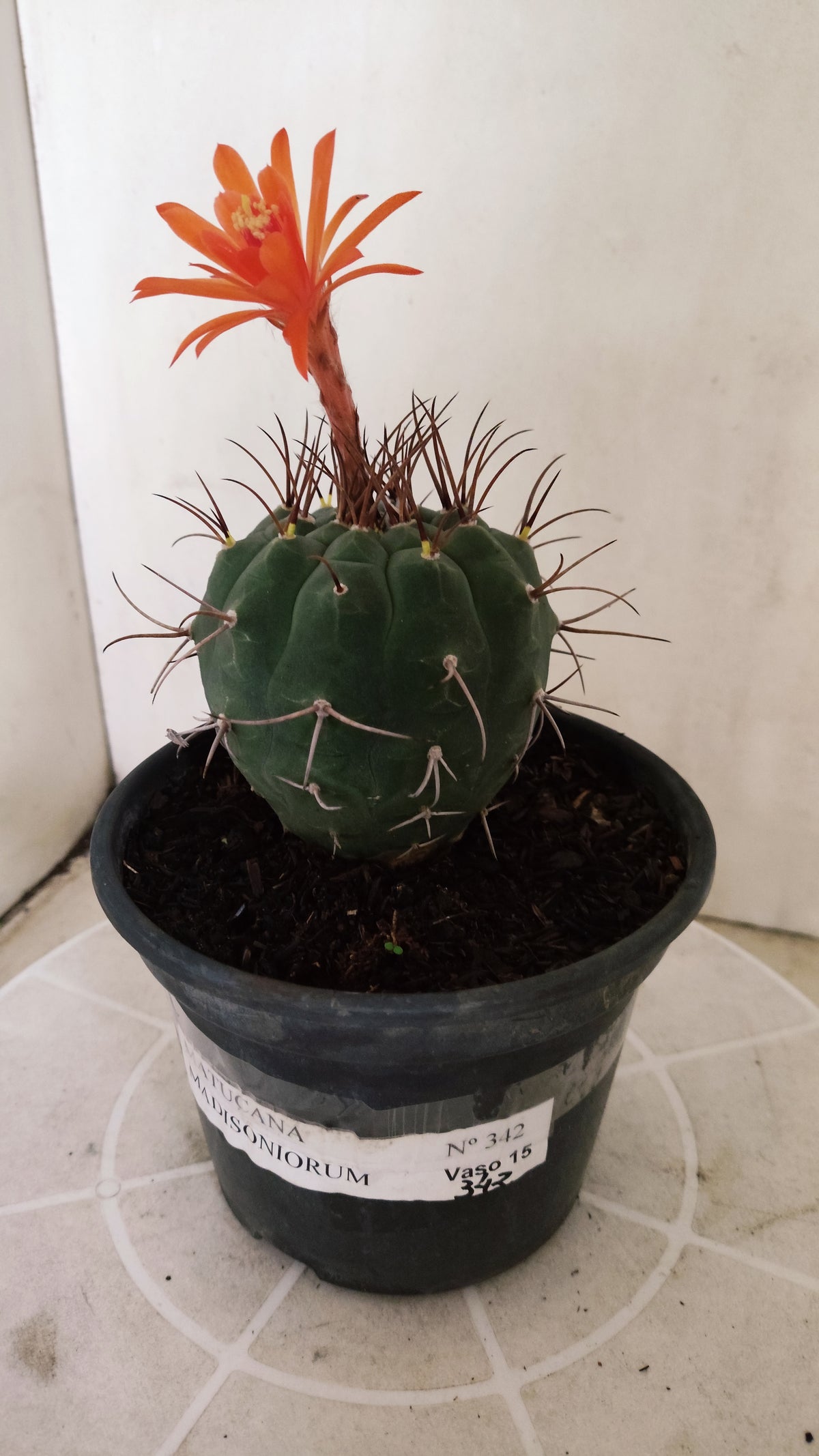 MATRIZ MATUCANA MADISONIORUM Nº 342 – vaso 15