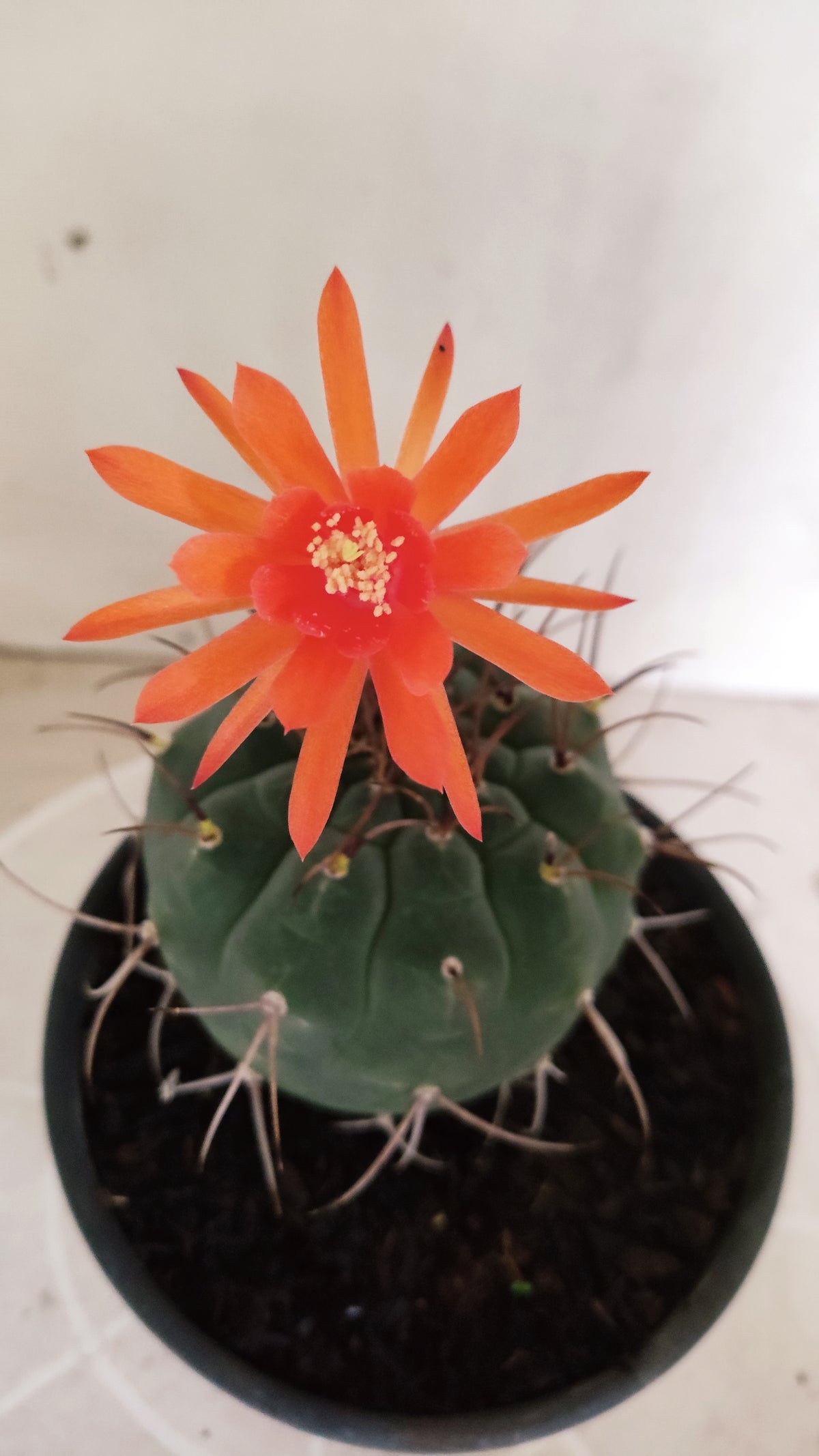 MATRIZ MATUCANA MADISONIORUM Nº 342 – vaso 15