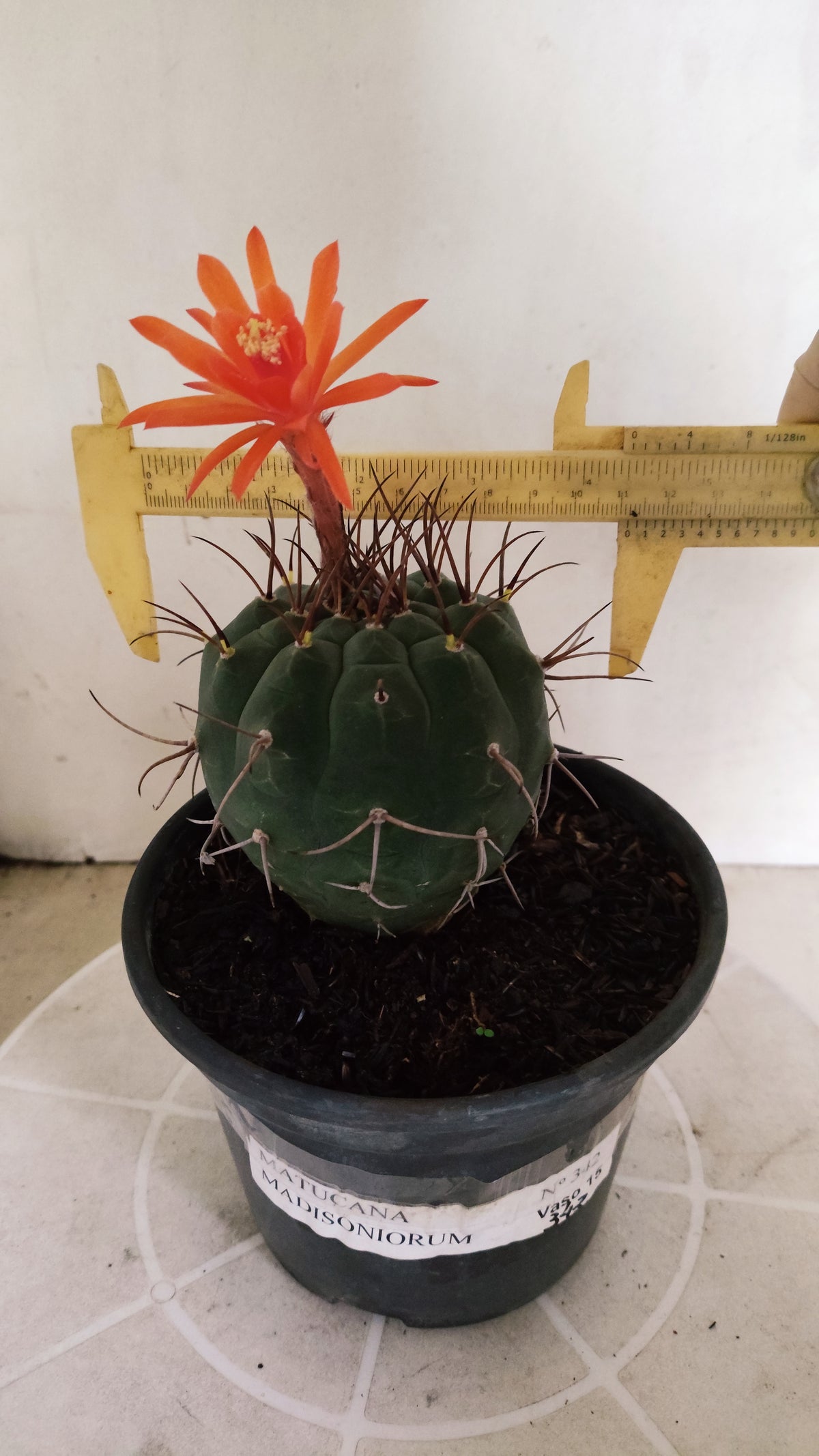 MATRIZ MATUCANA MADISONIORUM Nº 342 – vaso 15