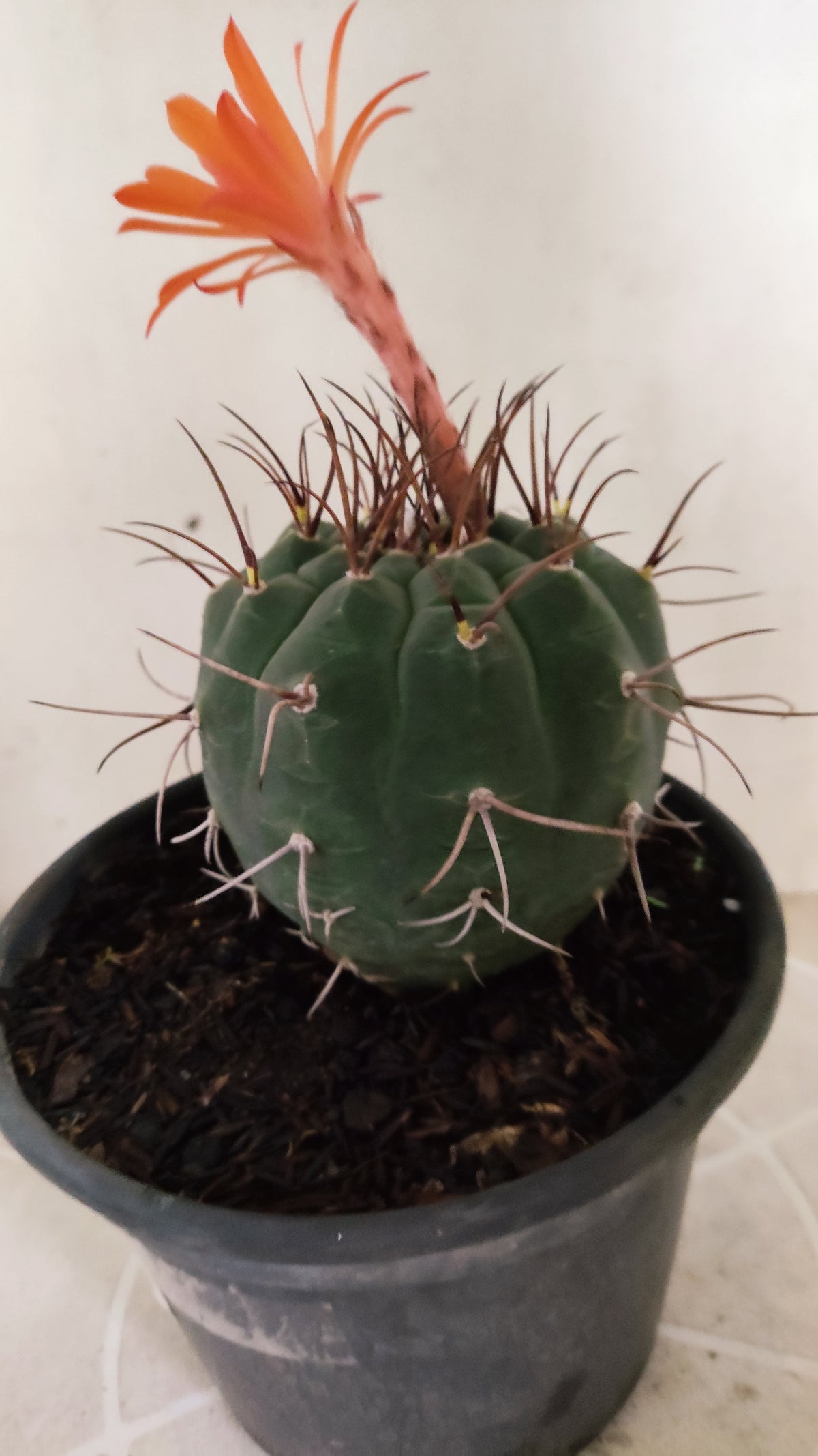 MATRIZ MATUCANA MADISONIORUM Nº 342 – vaso 15