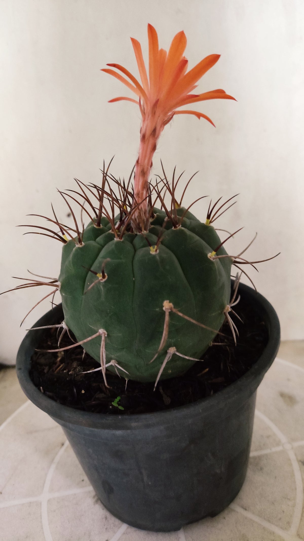 MATRIZ MATUCANA MADISONIORUM Nº 342 – vaso 15