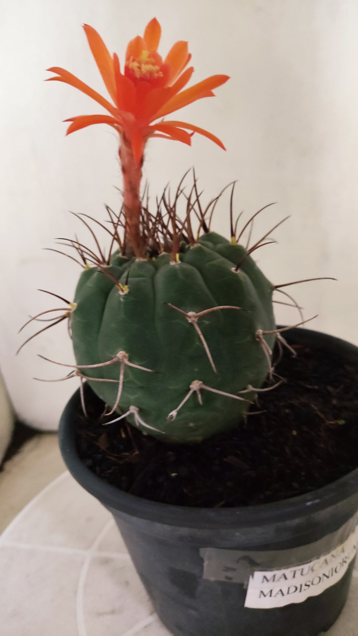 MATRIZ MATUCANA MADISONIORUM Nº 342 – vaso 15