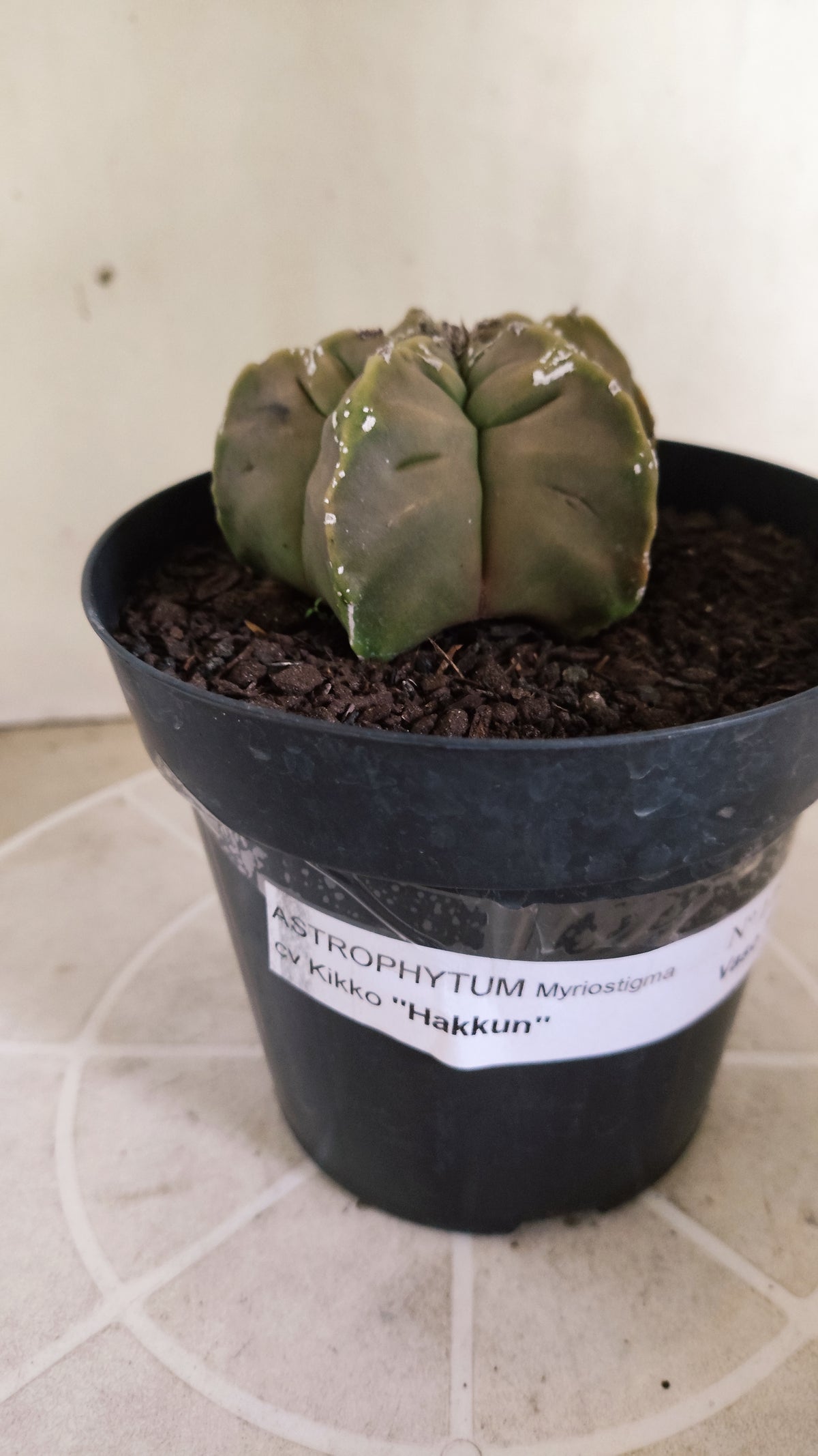 ASTROPHYTUM cv KIKKO "HAKKUN" Nº 1780 – vaso 15