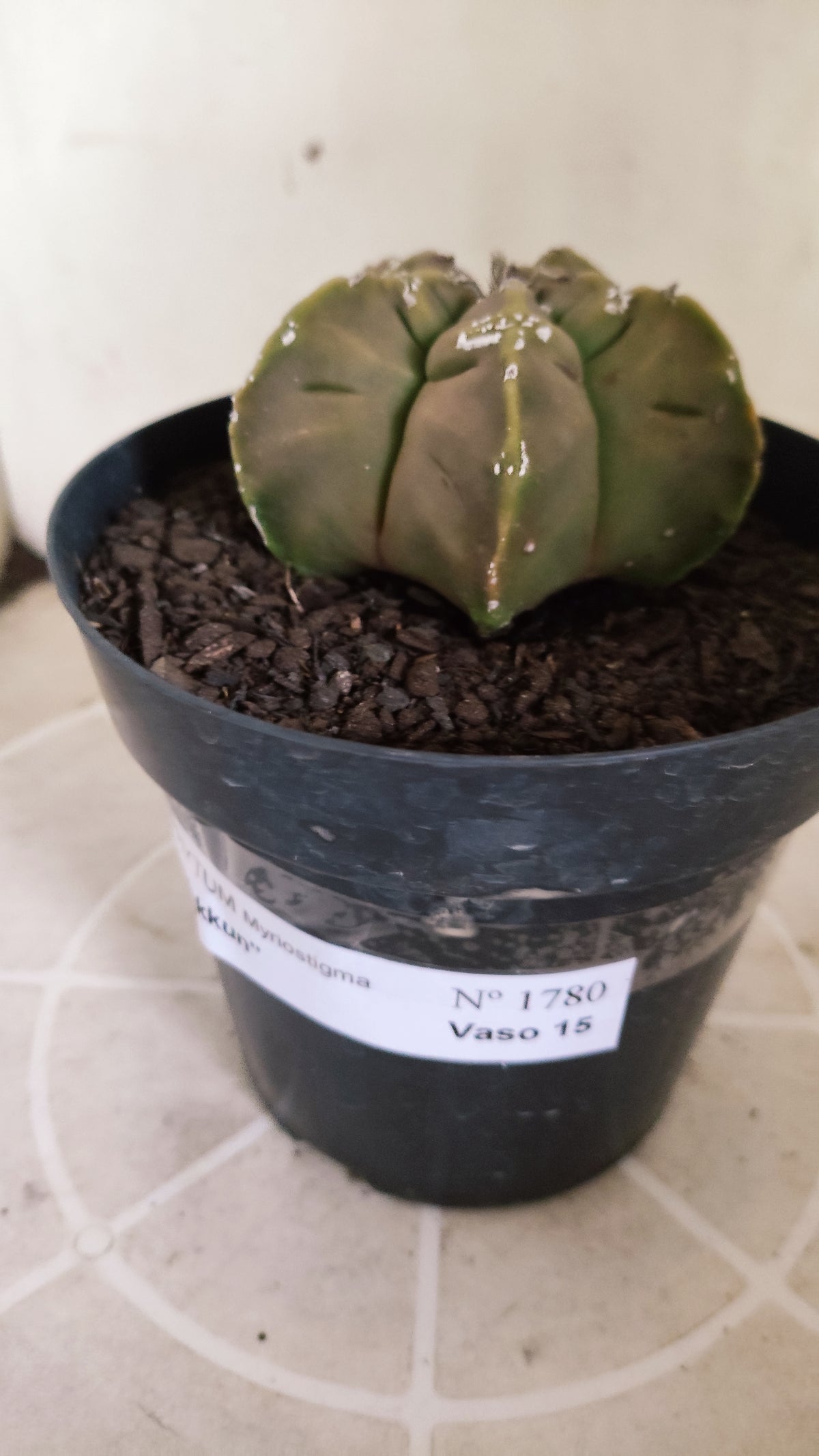 ASTROPHYTUM cv KIKKO "HAKKUN" Nº 1780 – vaso 15
