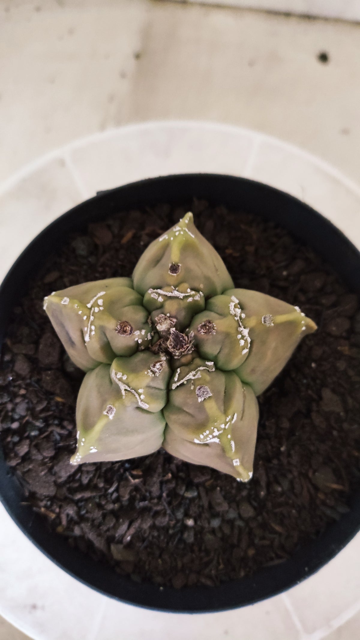 ASTROPHYTUM cv KIKKO "HAKKUN" Nº 1780 – vaso 15