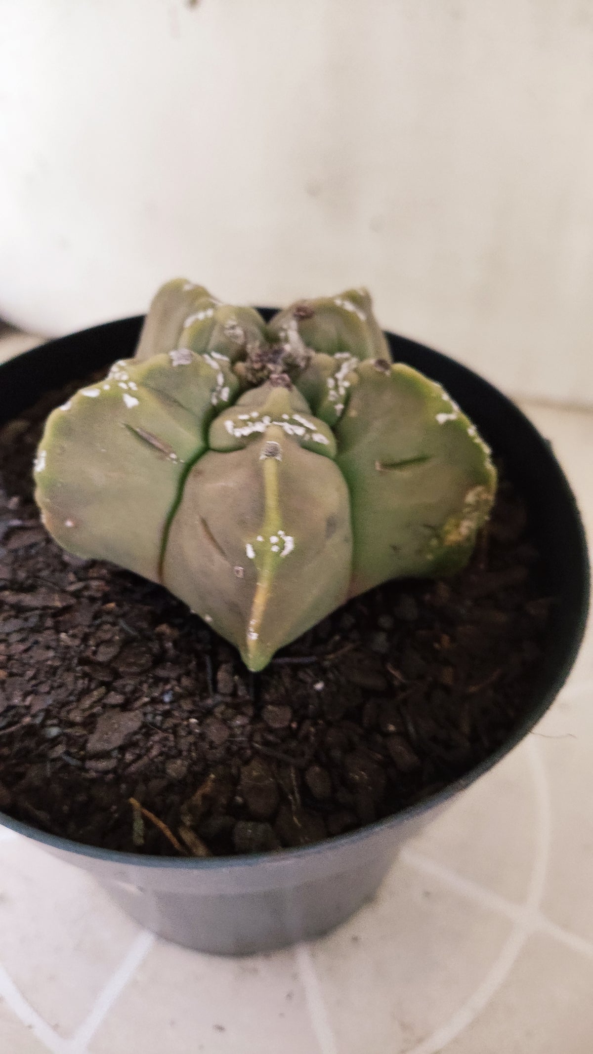 ASTROPHYTUM cv KIKKO "HAKKUN" Nº 1780 – vaso 15