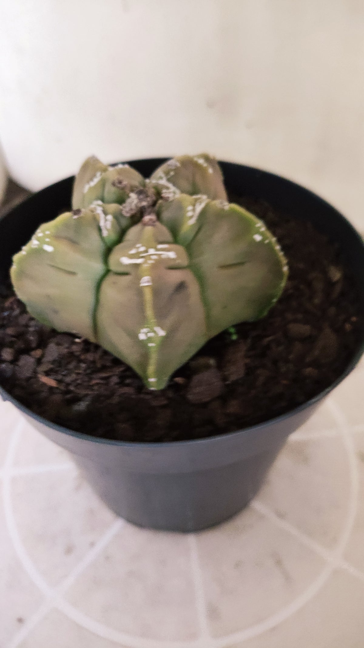 ASTROPHYTUM cv KIKKO "HAKKUN" Nº 1780 – vaso 15