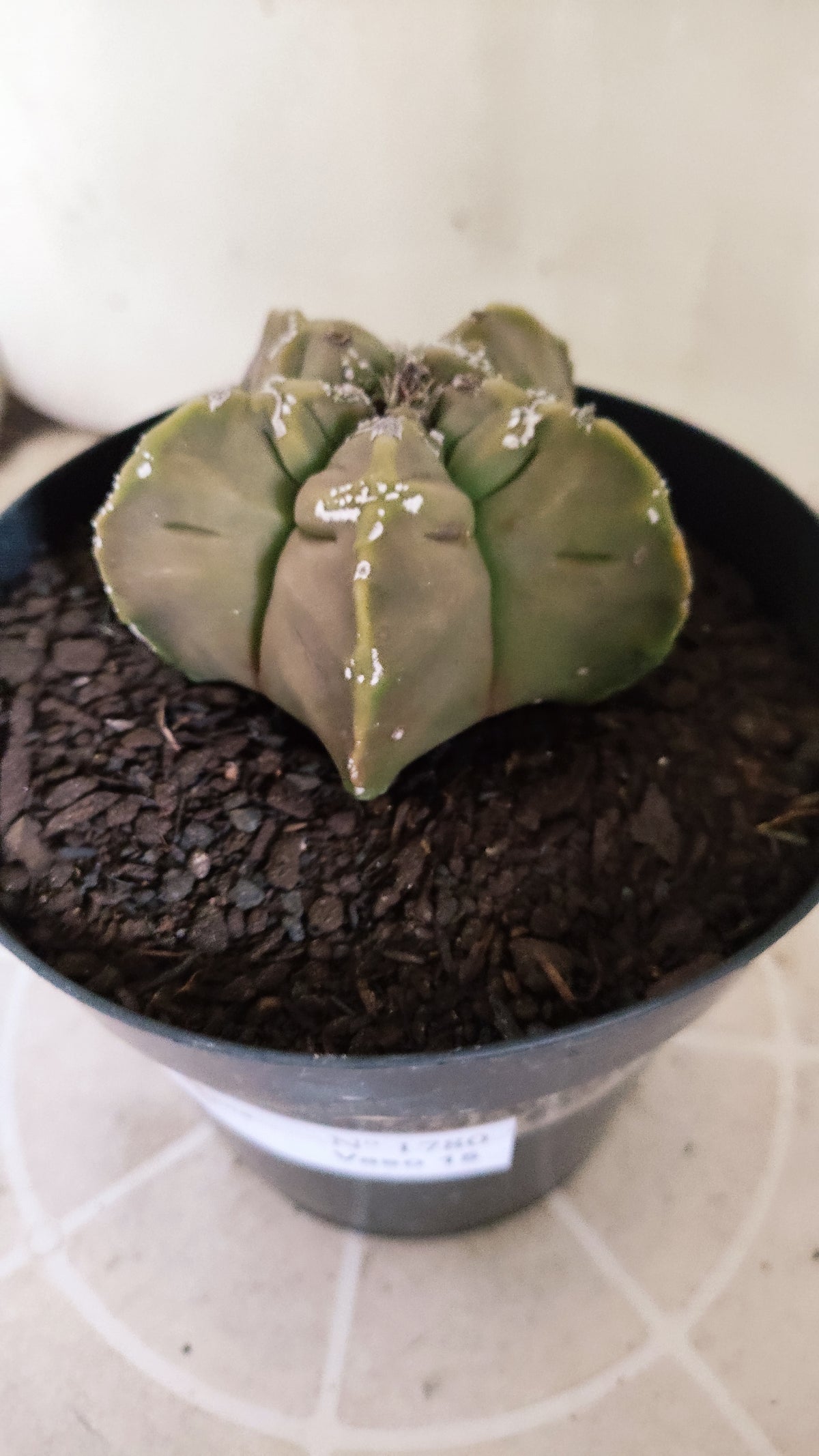 ASTROPHYTUM cv KIKKO "HAKKUN" Nº 1780 – vaso 15