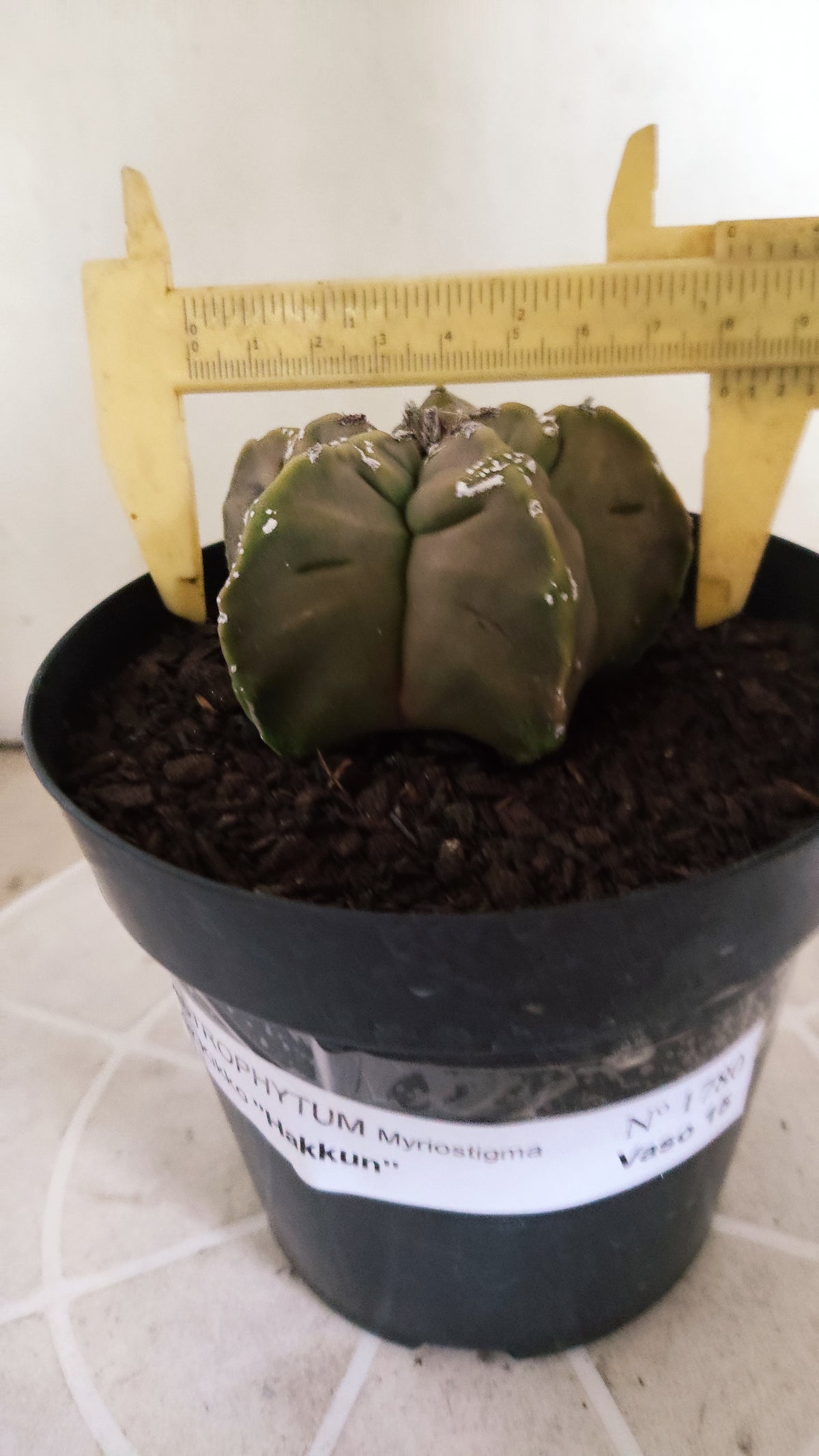 ASTROPHYTUM cv KIKKO "HAKKUN" Nº 1780 – vaso 15