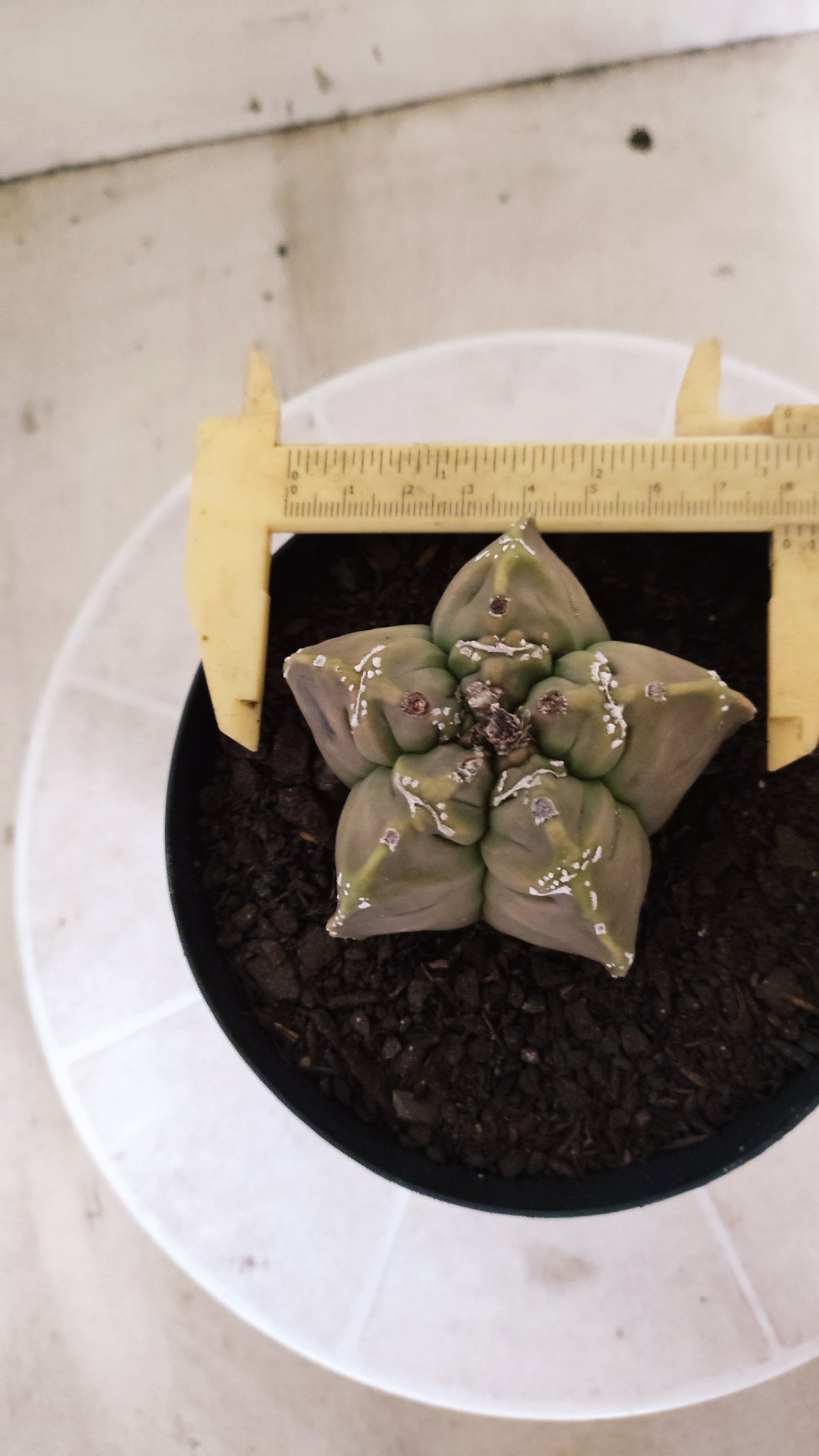 ASTROPHYTUM cv KIKKO "HAKKUN" Nº 1780 – vaso 15