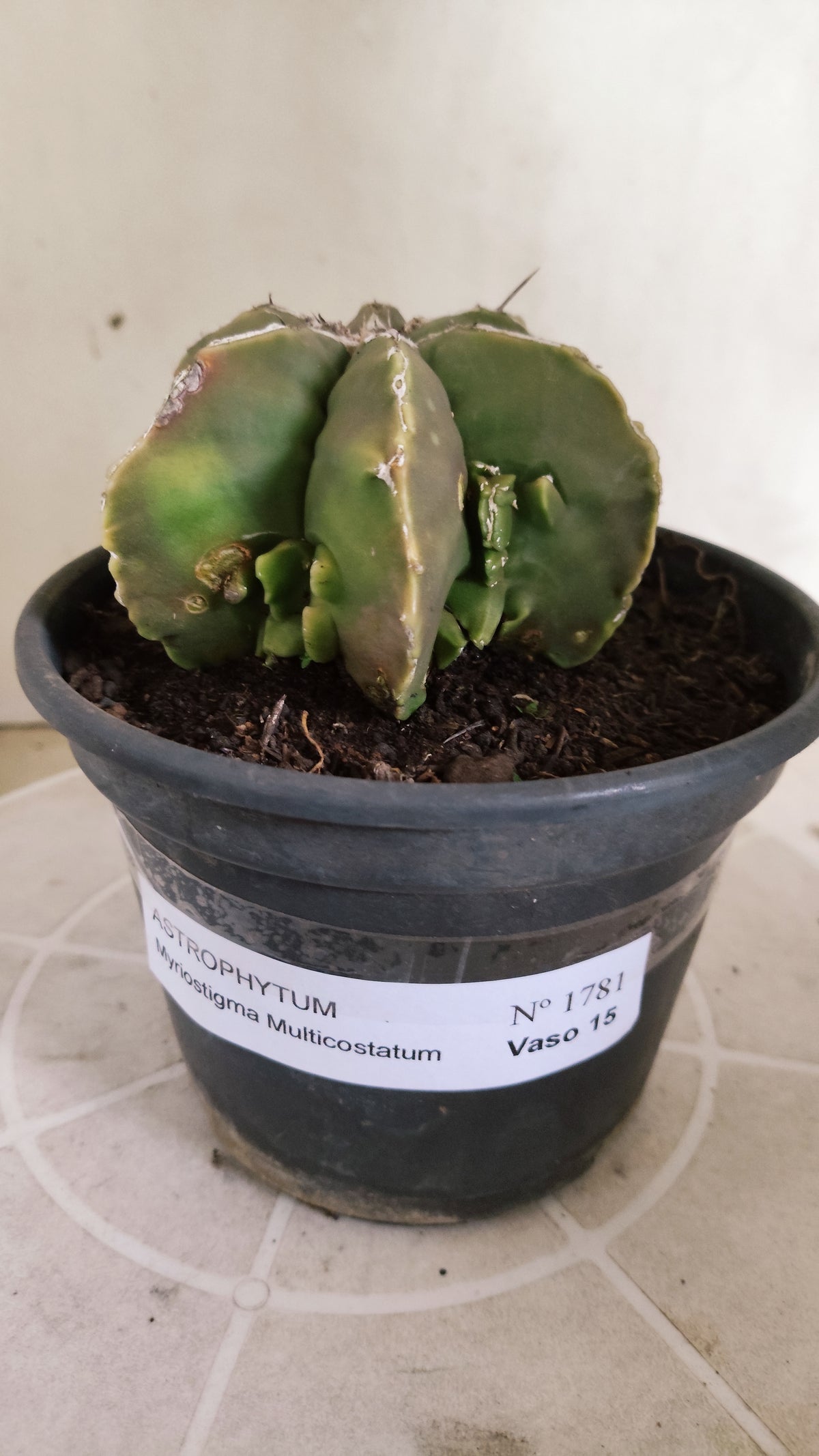 ASTROPHYTUM MYRIOSTIGMA "Multicostatum NUDUM" Nº 1781 – vaso 15