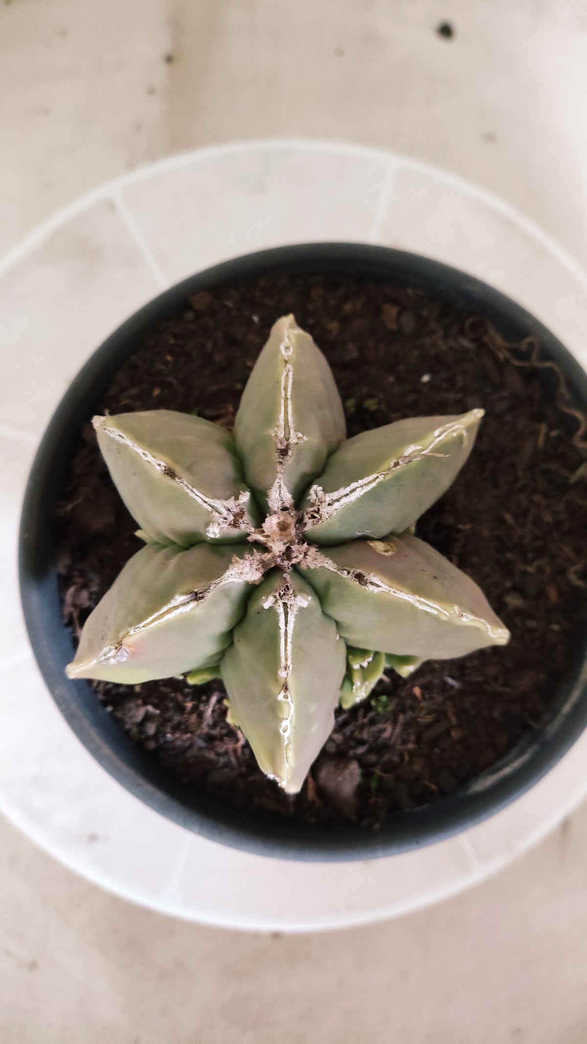 ASTROPHYTUM MYRIOSTIGMA "Multicostatum NUDUM" Nº 1781 – vaso 15