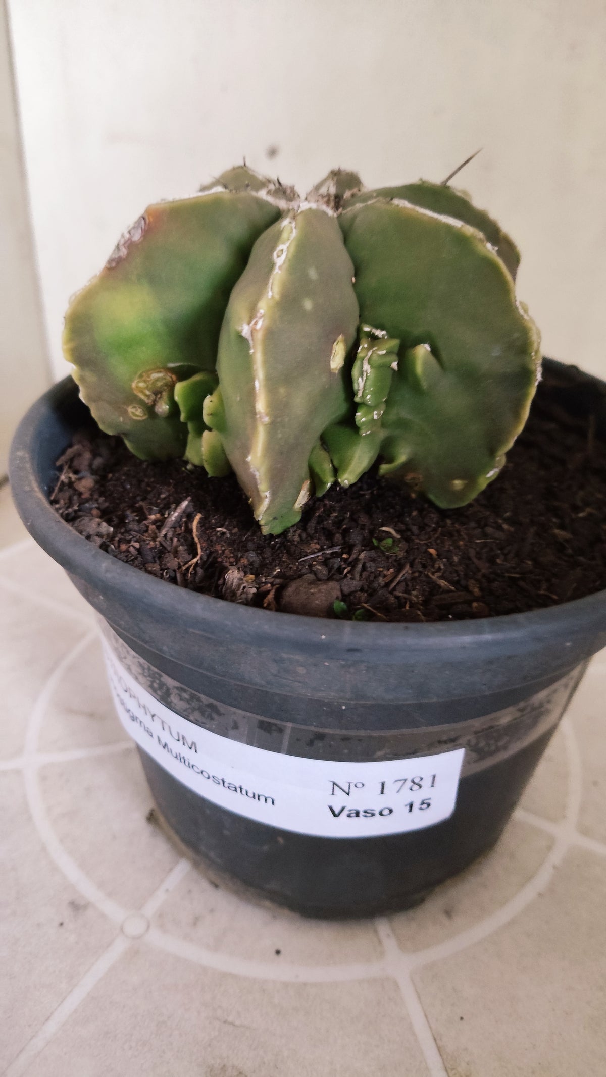 ASTROPHYTUM MYRIOSTIGMA "Multicostatum NUDUM" Nº 1781 – vaso 15