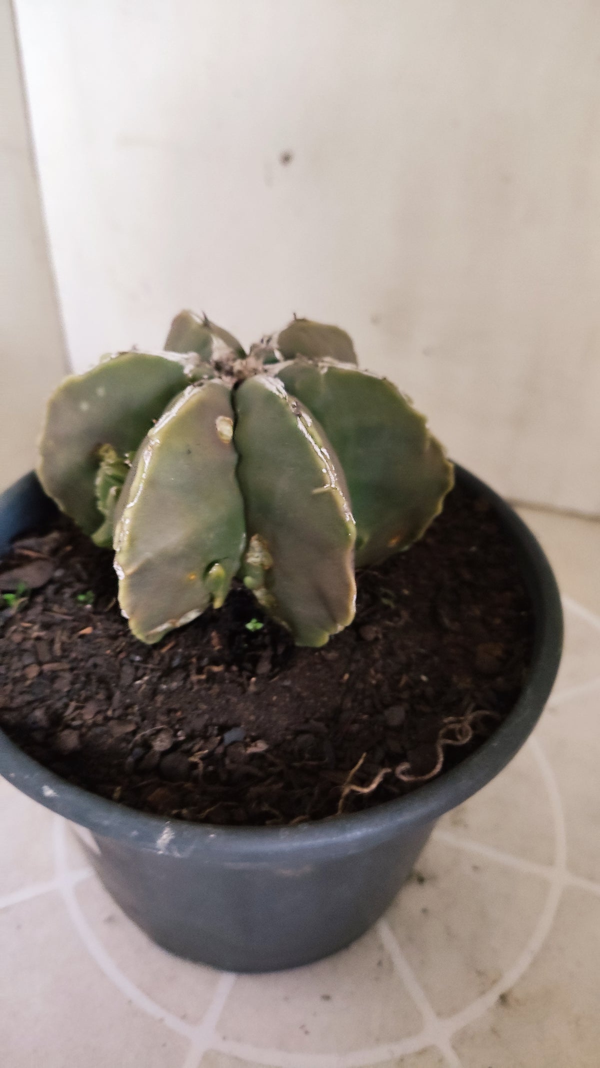 ASTROPHYTUM MYRIOSTIGMA "Multicostatum NUDUM" Nº 1781 – vaso 15
