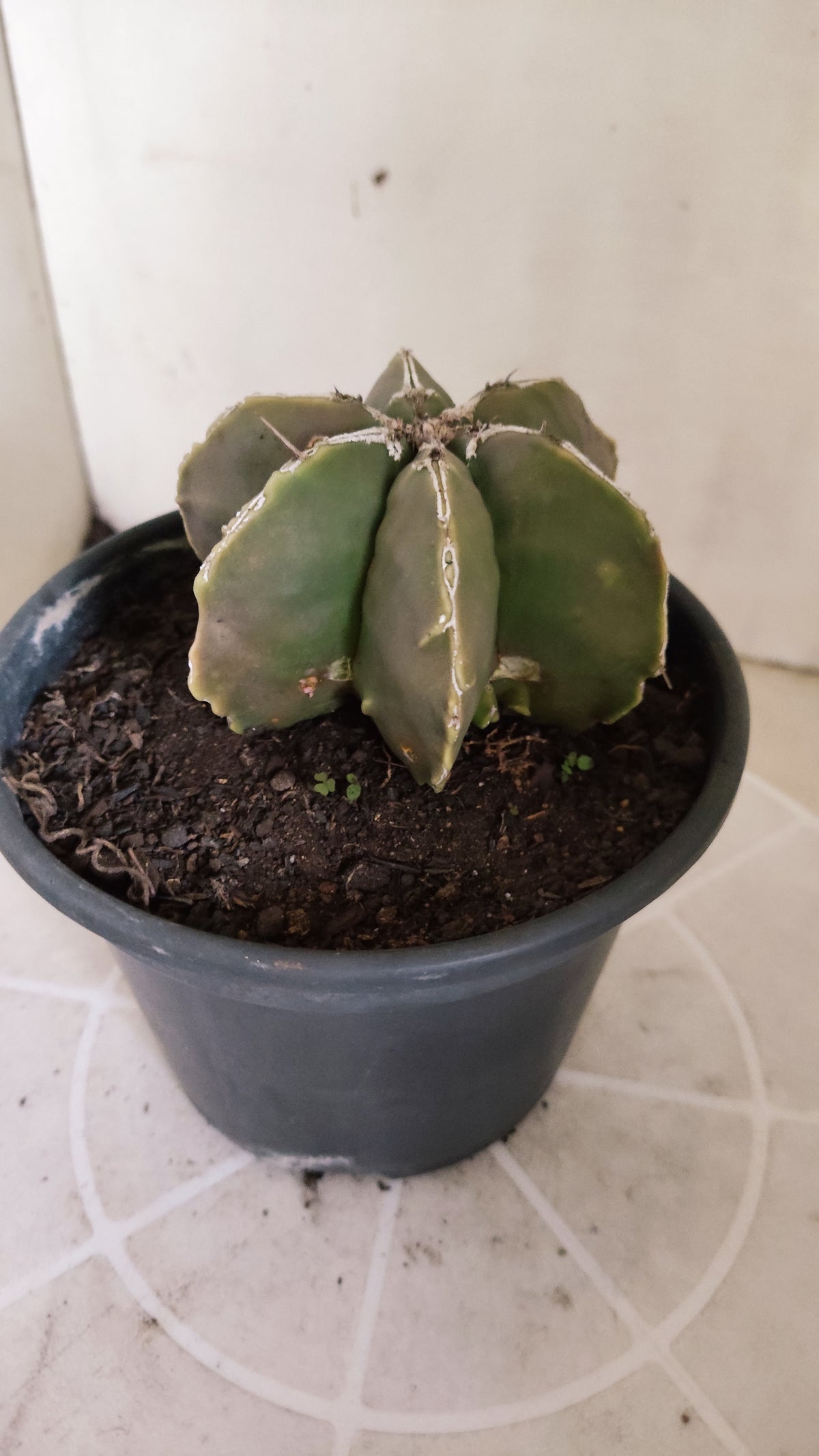 ASTROPHYTUM MYRIOSTIGMA "Multicostatum NUDUM" Nº 1781 – vaso 15