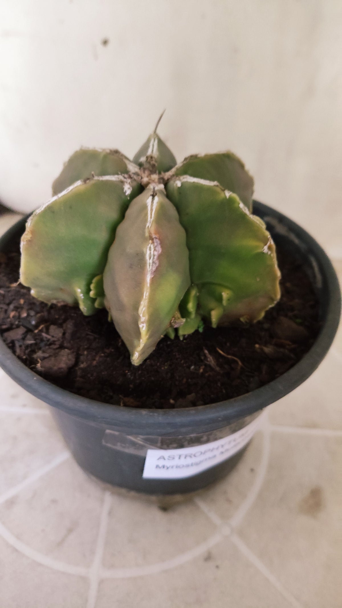 ASTROPHYTUM MYRIOSTIGMA "Multicostatum NUDUM" Nº 1781 – vaso 15