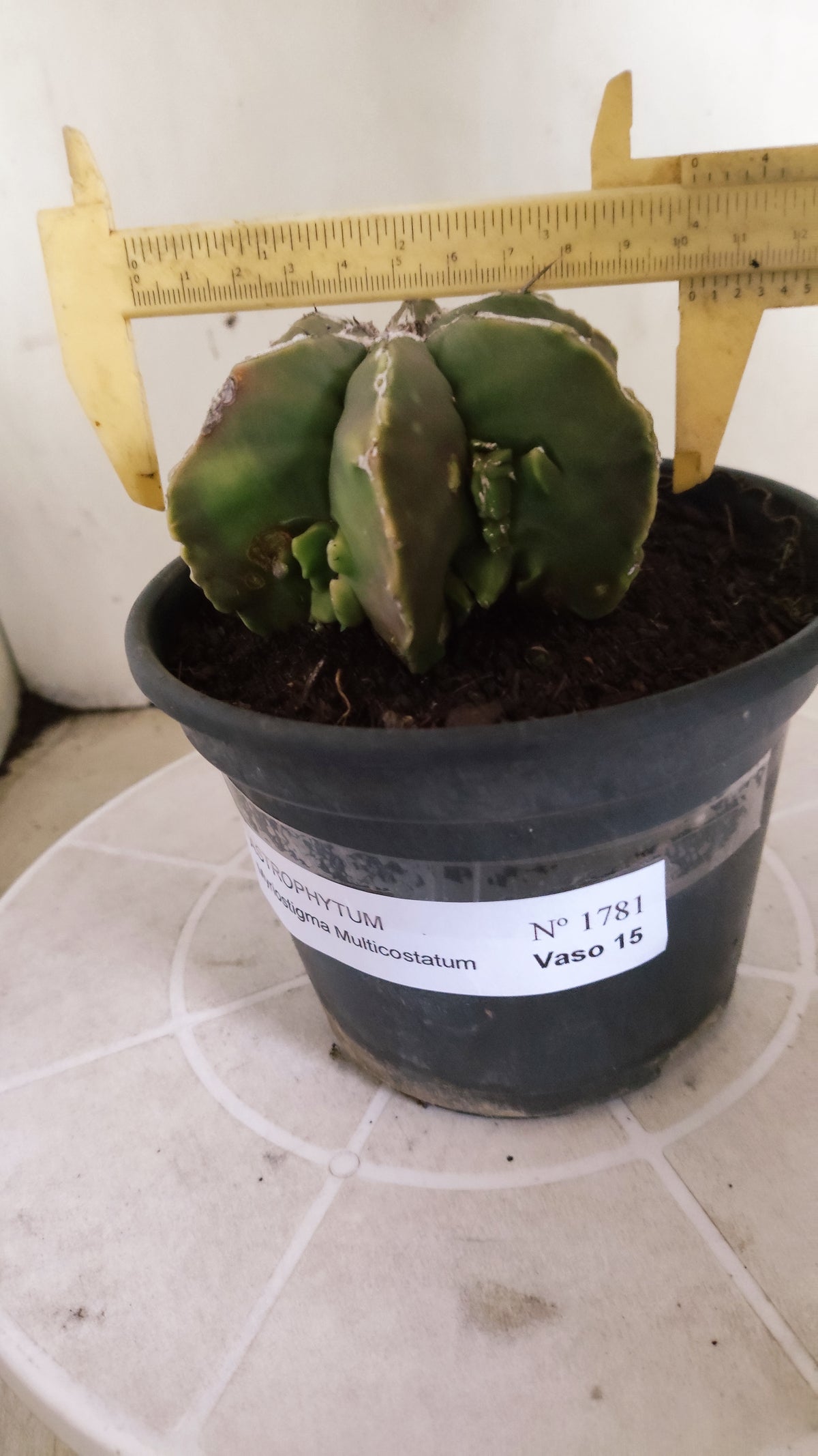 ASTROPHYTUM MYRIOSTIGMA "Multicostatum NUDUM" Nº 1781 – vaso 15