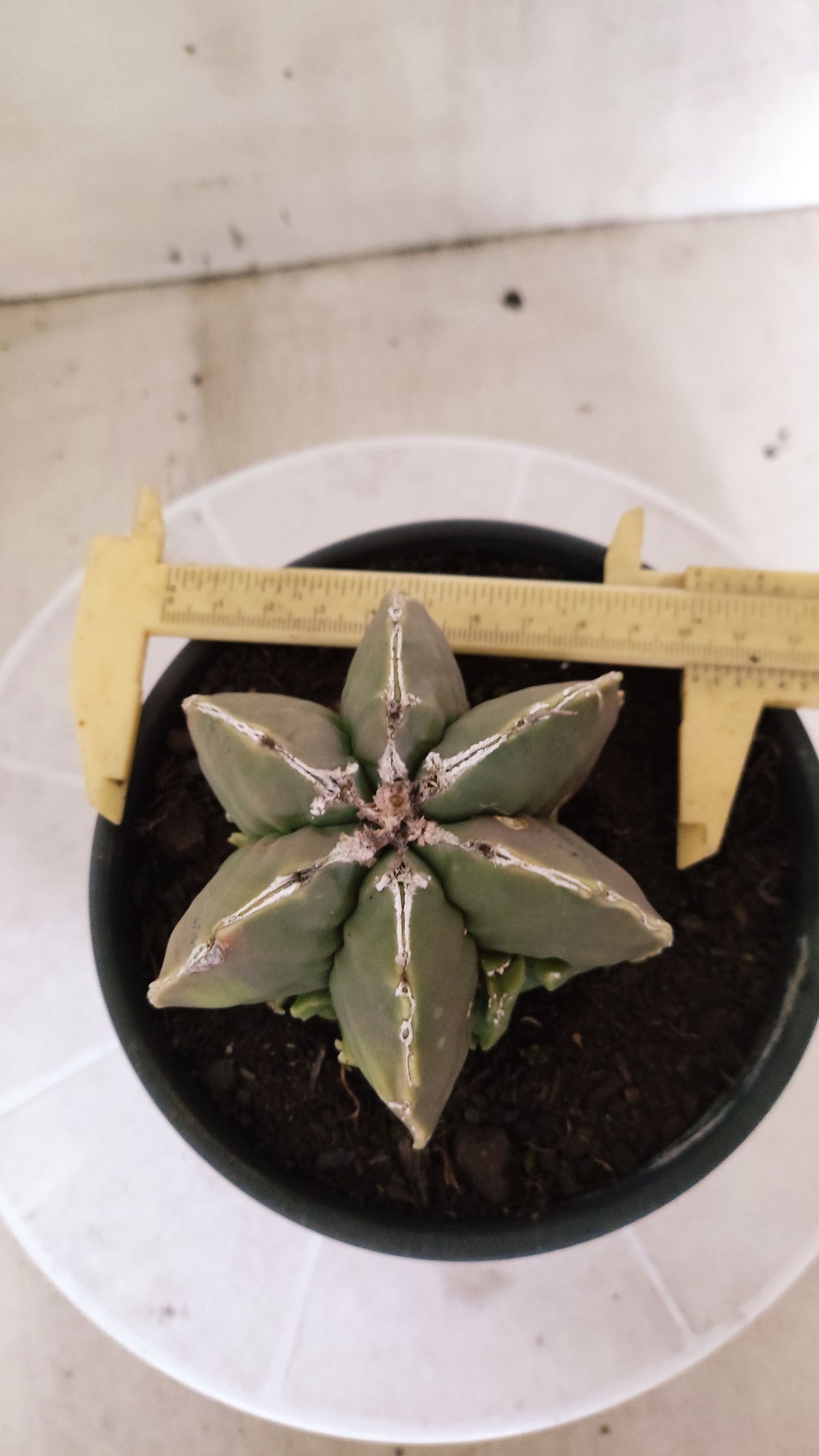 ASTROPHYTUM MYRIOSTIGMA "Multicostatum NUDUM" Nº 1781 – vaso 15