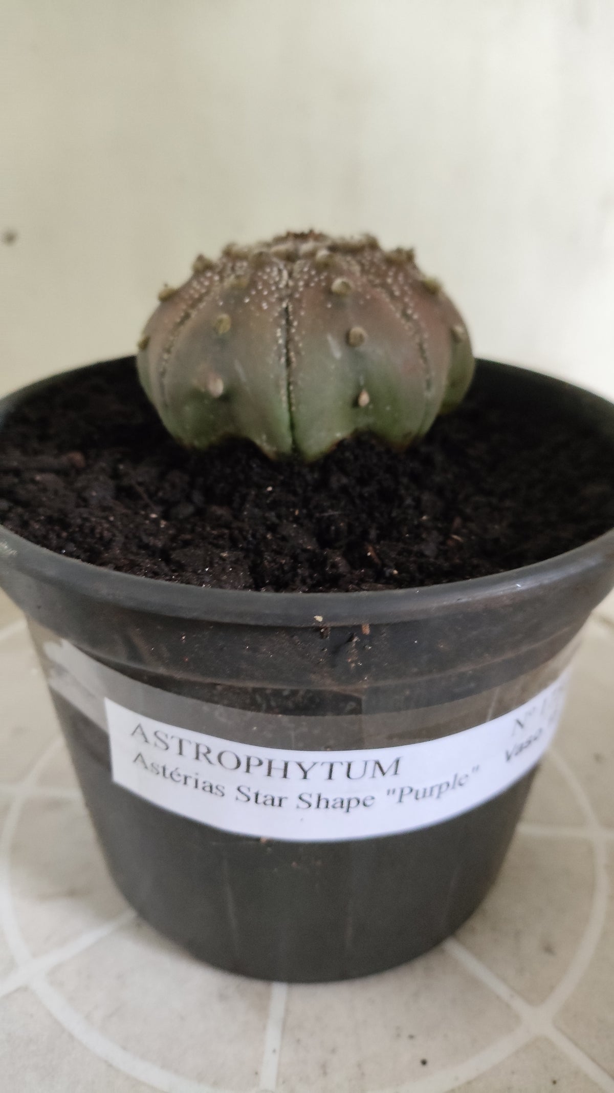 ASTROPHYTUM ASTERIAS "STAR SHAPE - Purple  Nº 1750 – vaso 15
