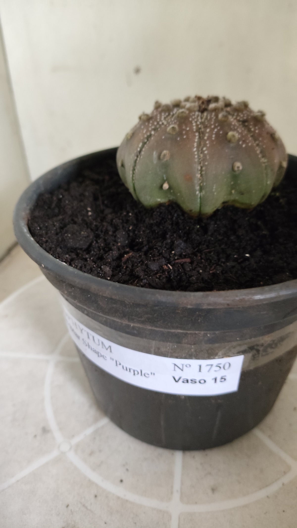ASTROPHYTUM ASTERIAS "STAR SHAPE - Purple  Nº 1750 – vaso 15