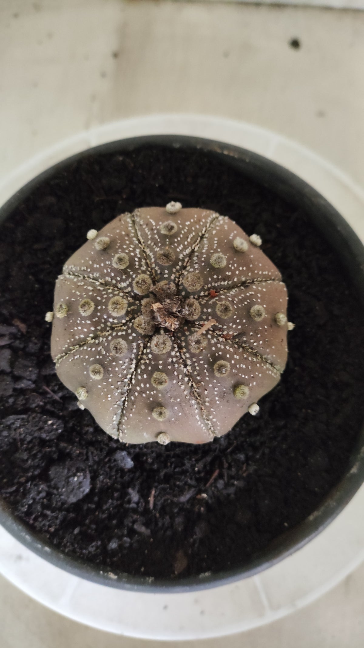 ASTROPHYTUM ASTERIAS "STAR SHAPE - Purple  Nº 1750 – vaso 15