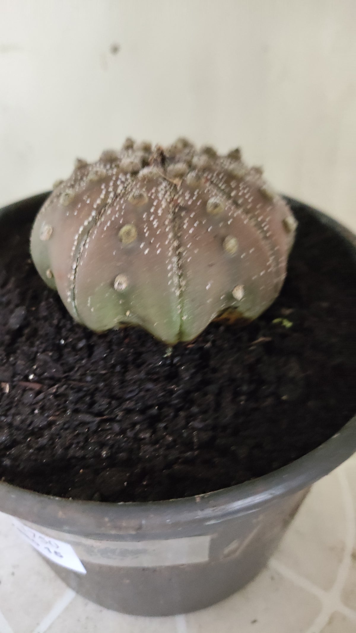ASTROPHYTUM ASTERIAS "STAR SHAPE - Purple  Nº 1750 – vaso 15