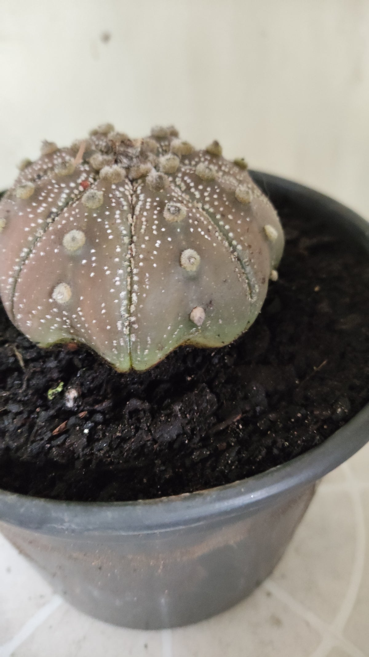 ASTROPHYTUM ASTERIAS "STAR SHAPE - Purple  Nº 1750 – vaso 15