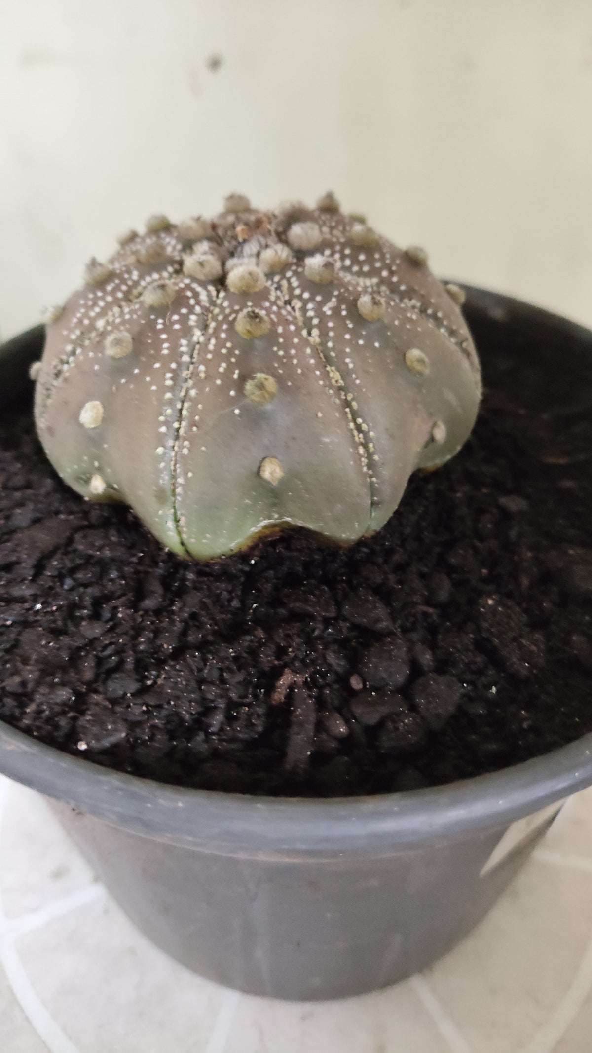 ASTROPHYTUM ASTERIAS "STAR SHAPE - Purple  Nº 1750 – vaso 15
